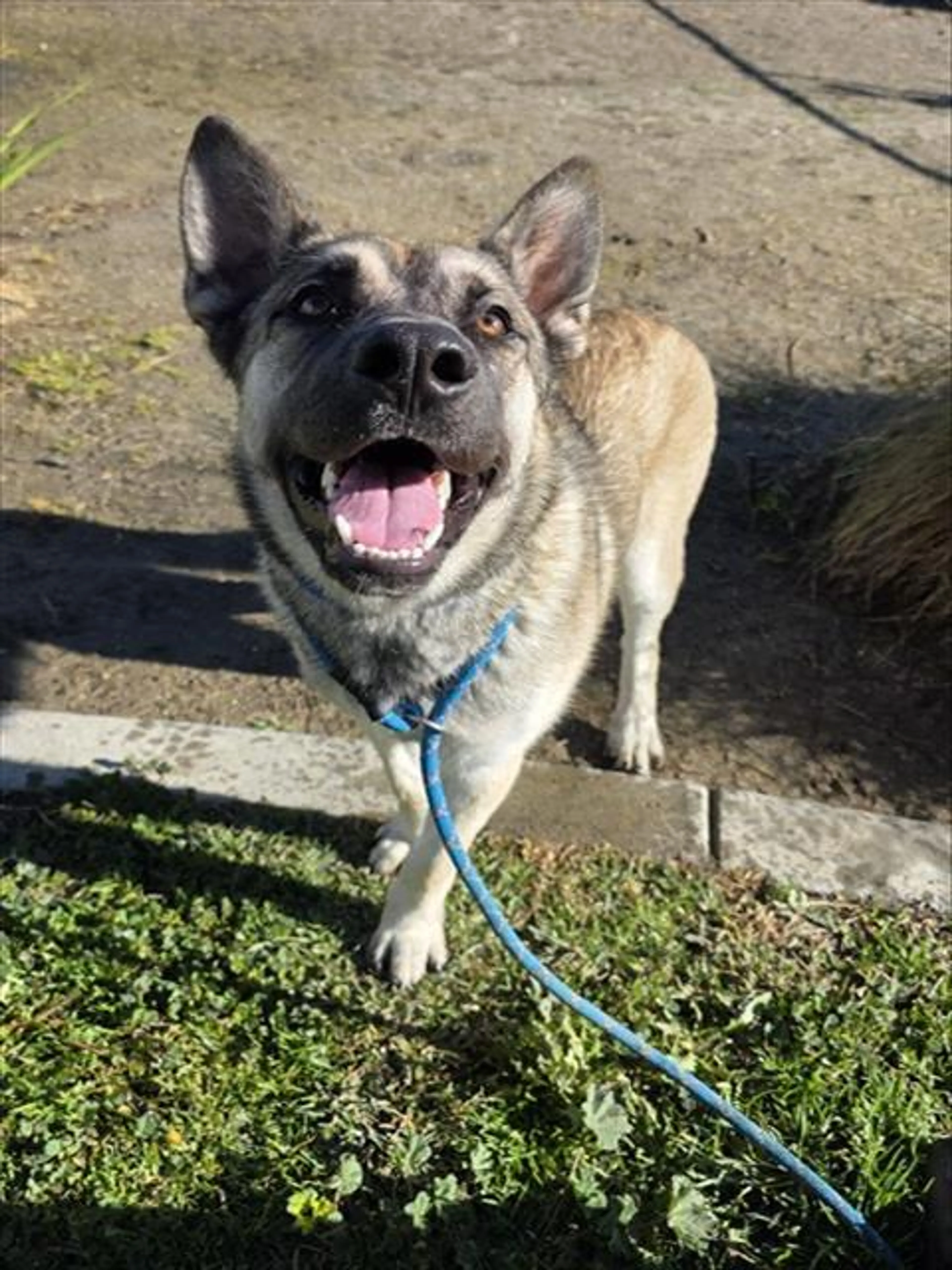 Found pet