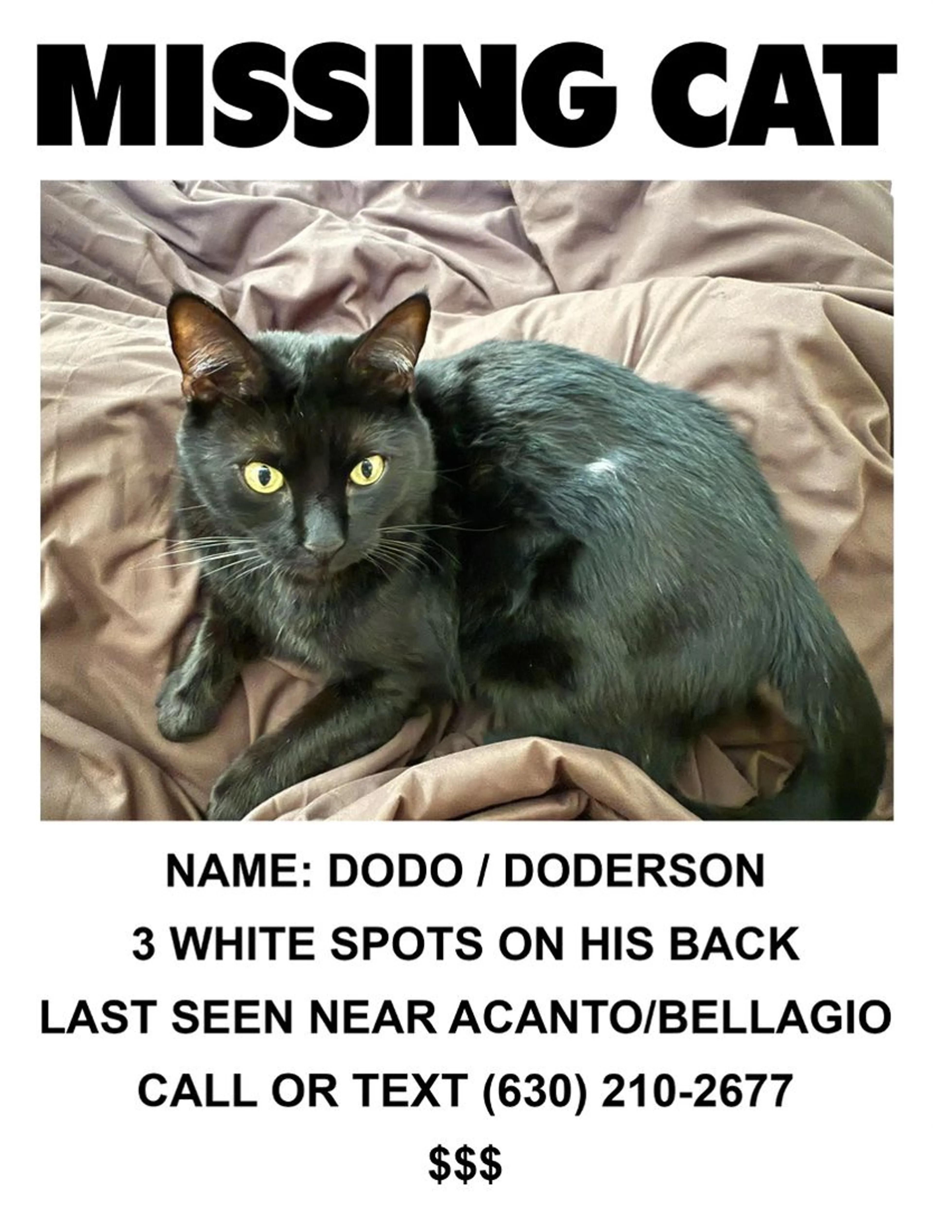 Lost pet