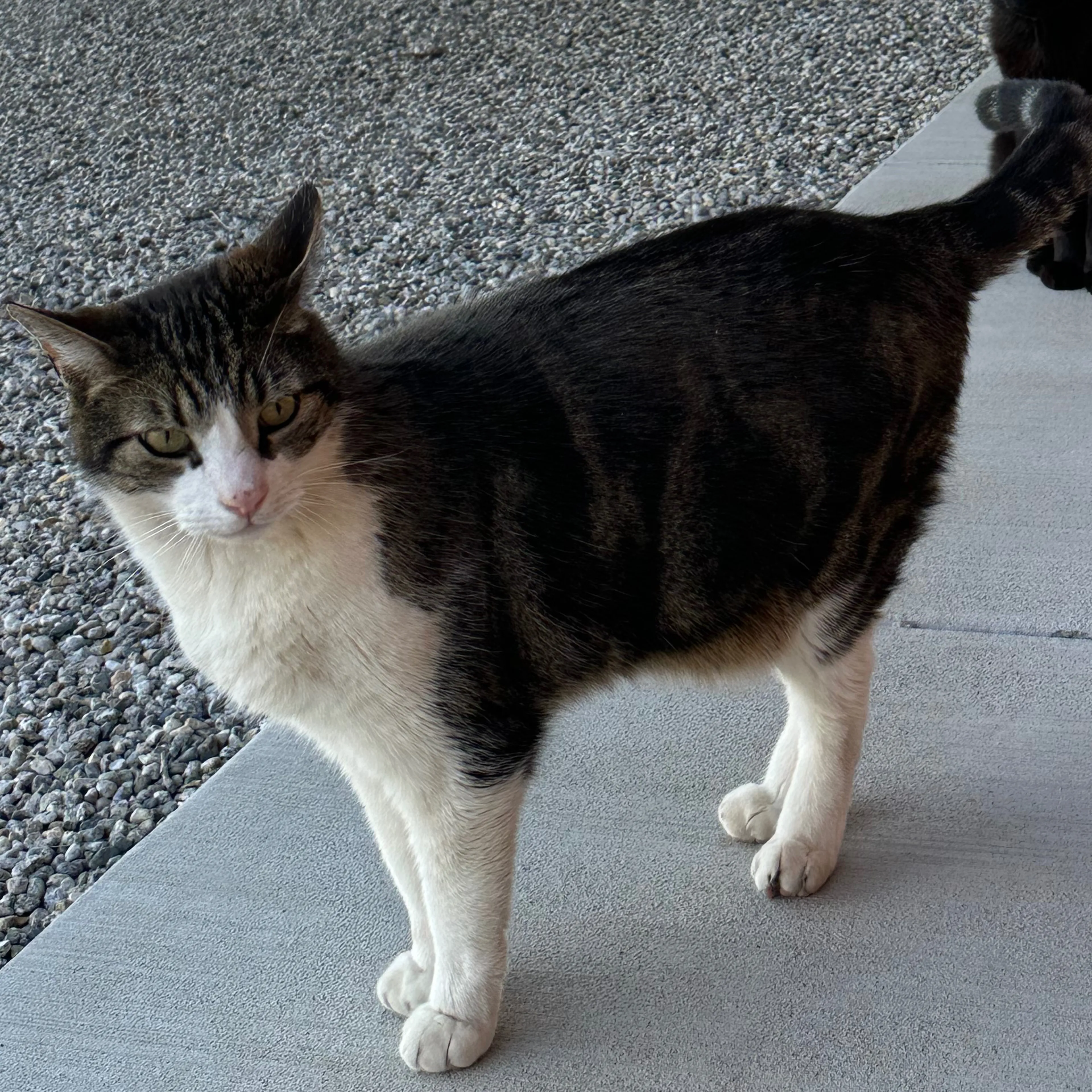Lost pet-1