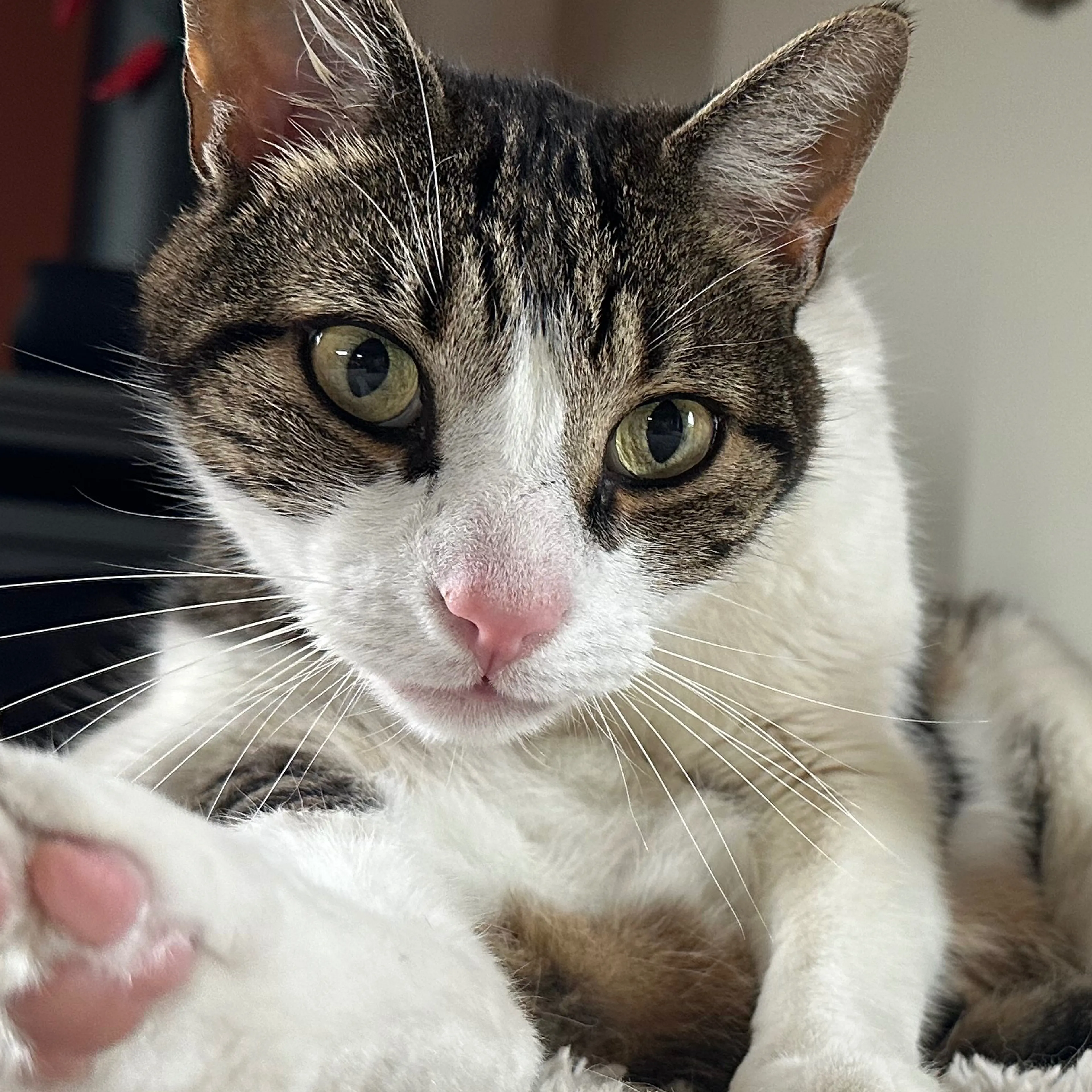Lost pet-2