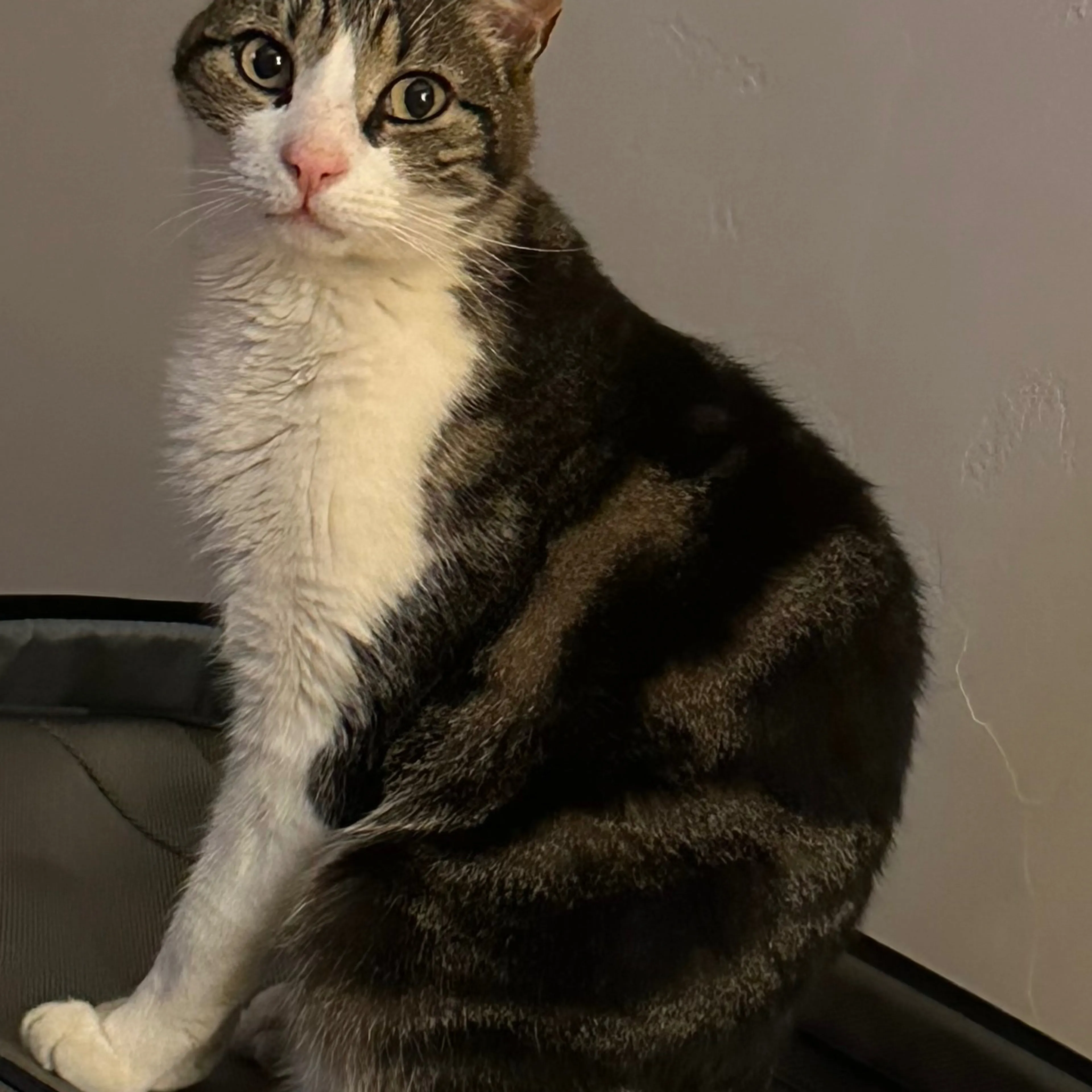 Lost pet-3