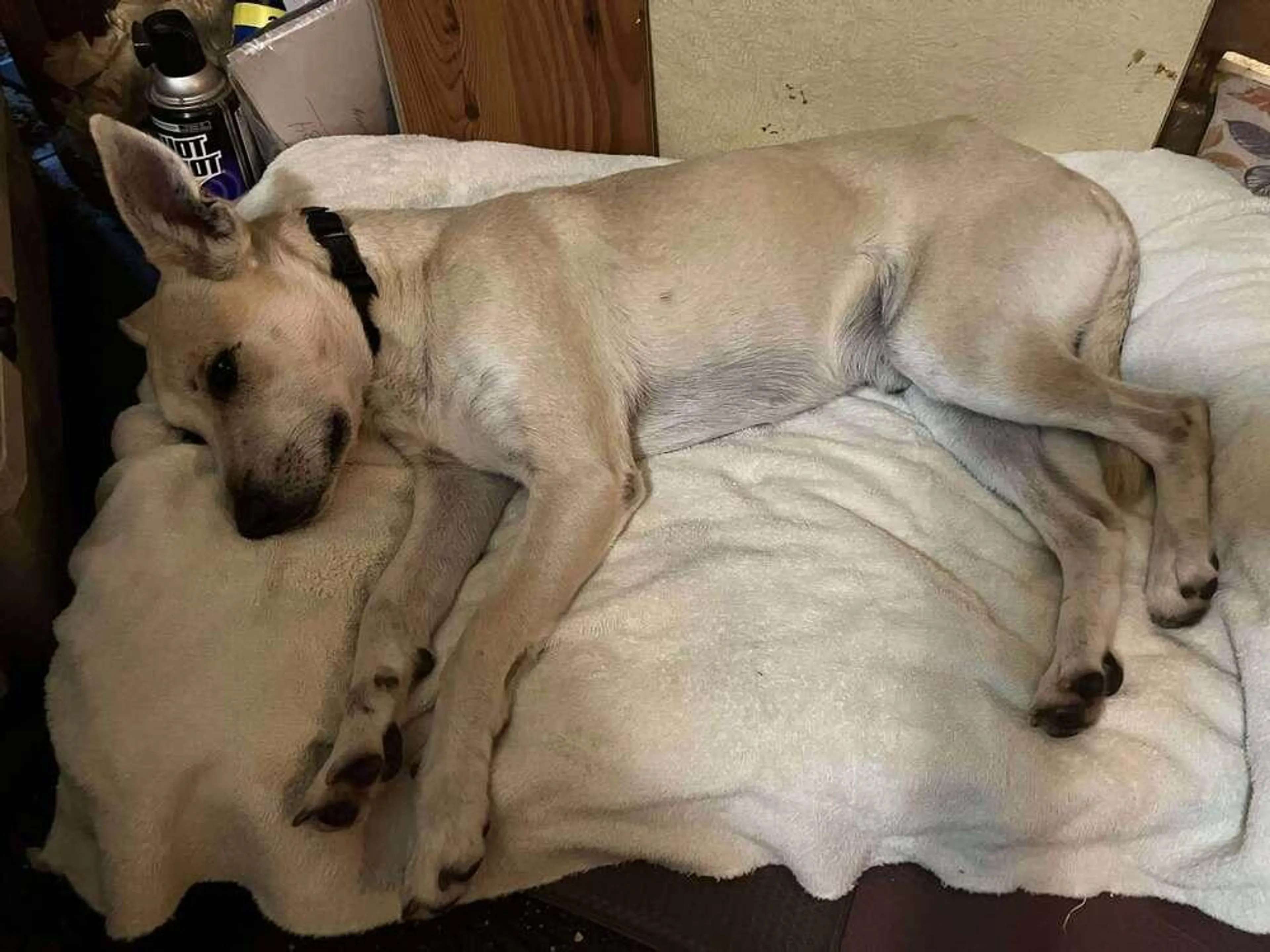 Found pet-1