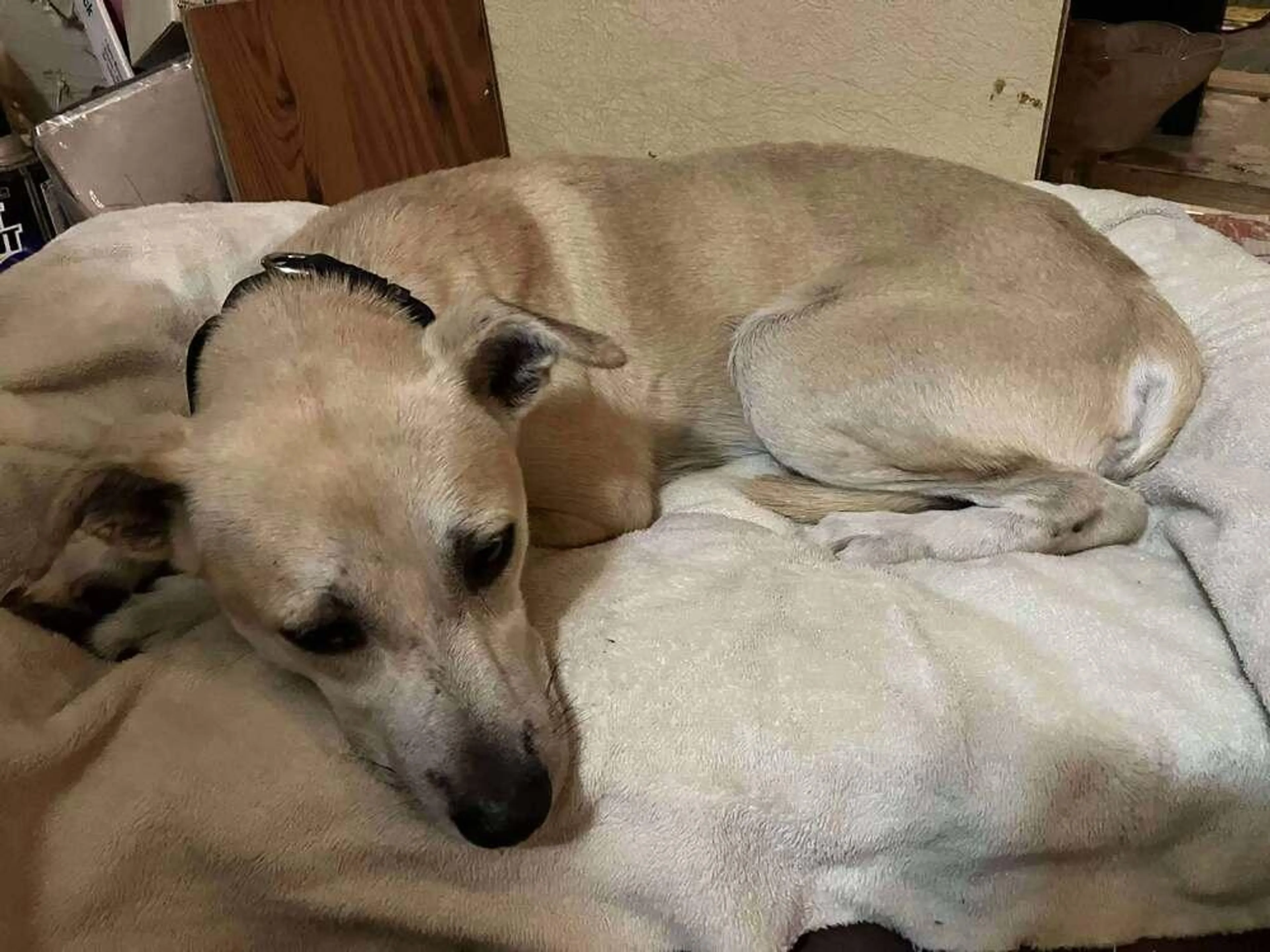 Found pet-2
