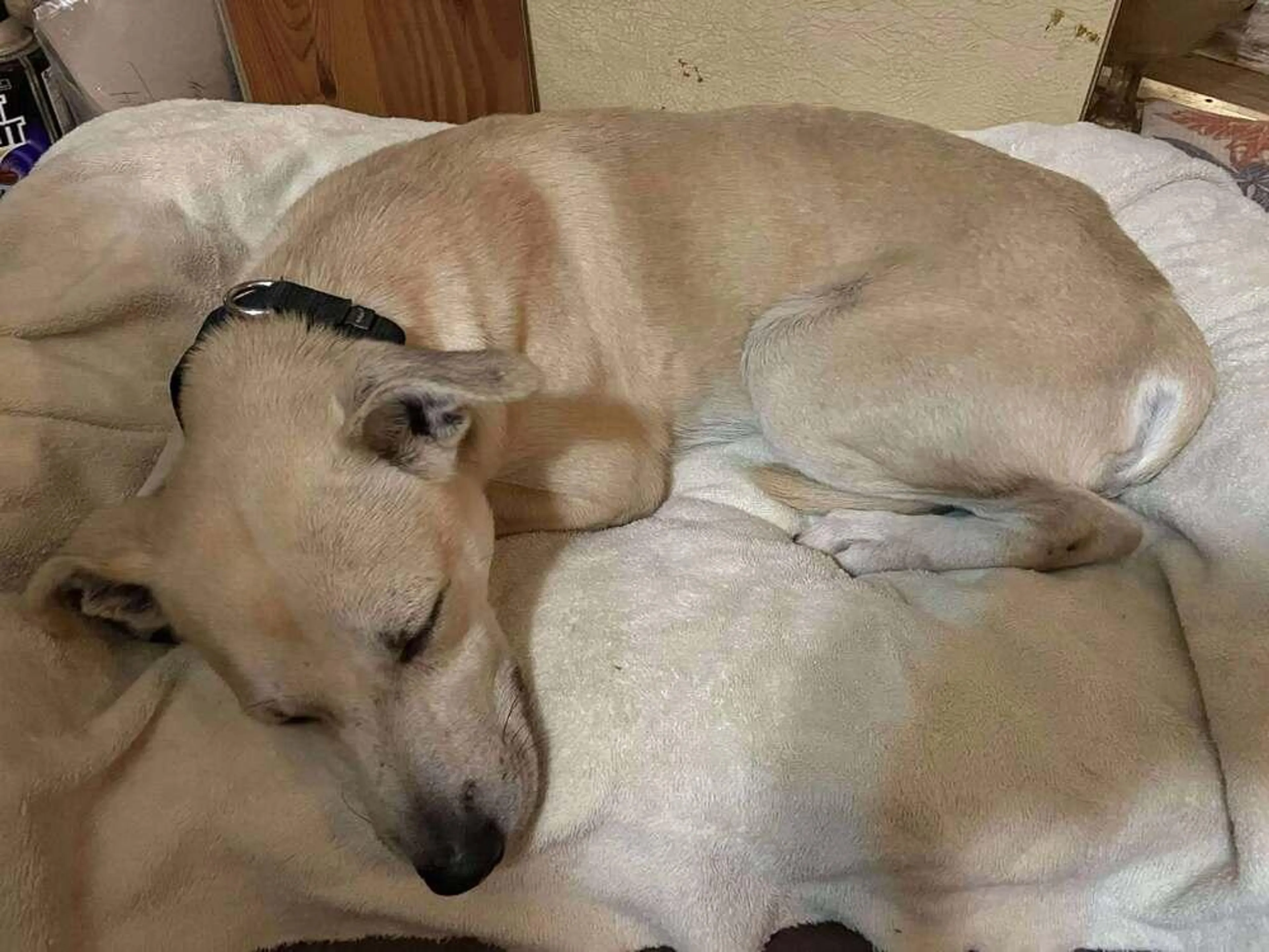 Found pet-0