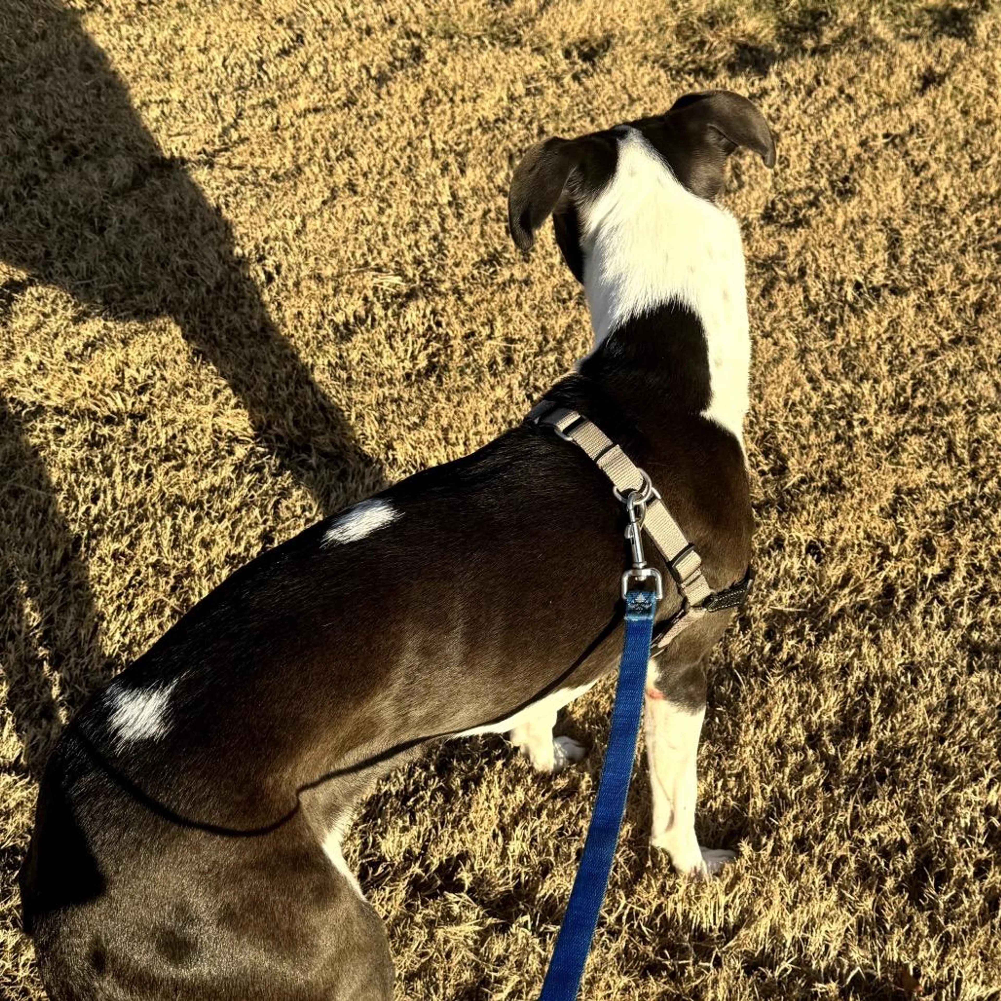 Found pet-2