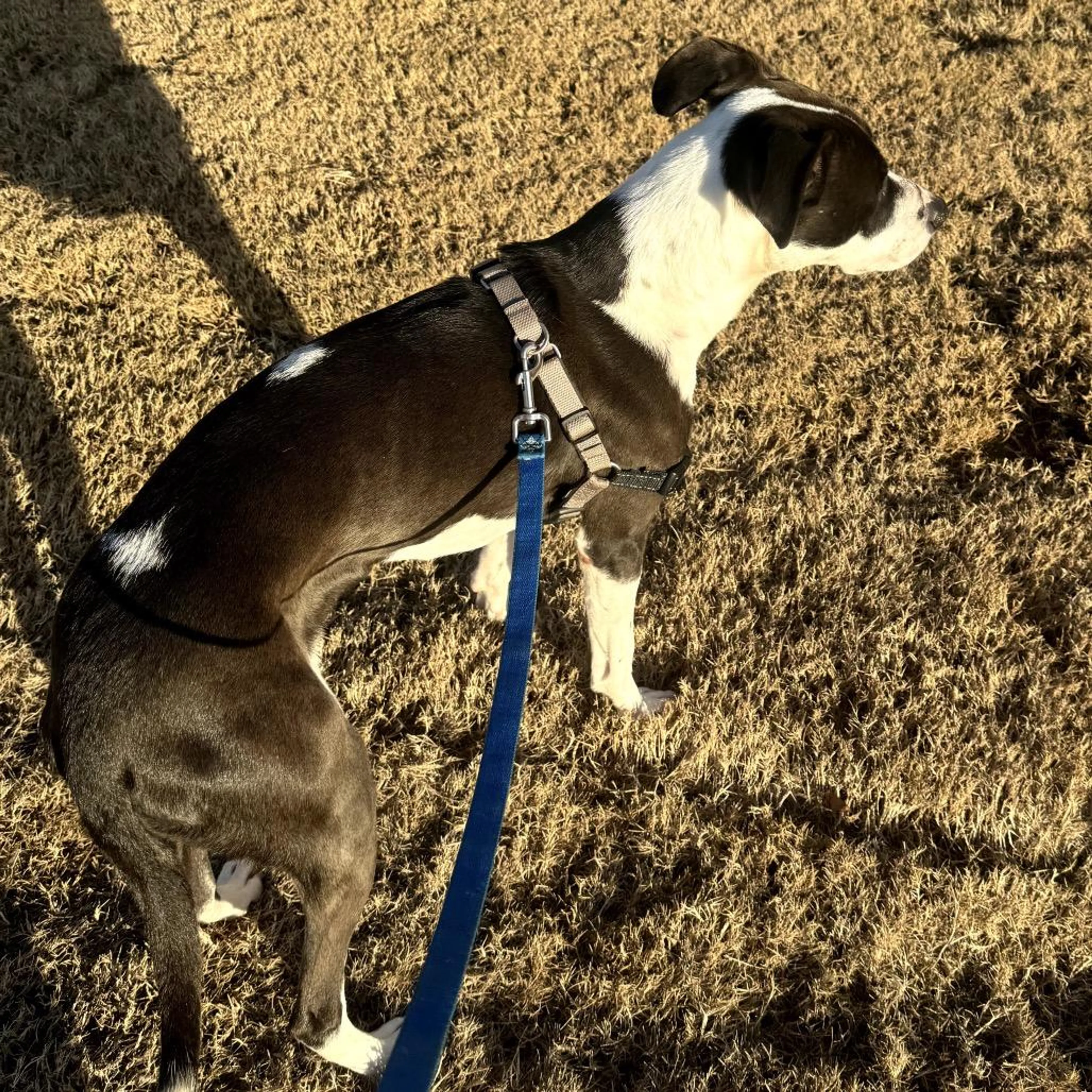 Found pet-3