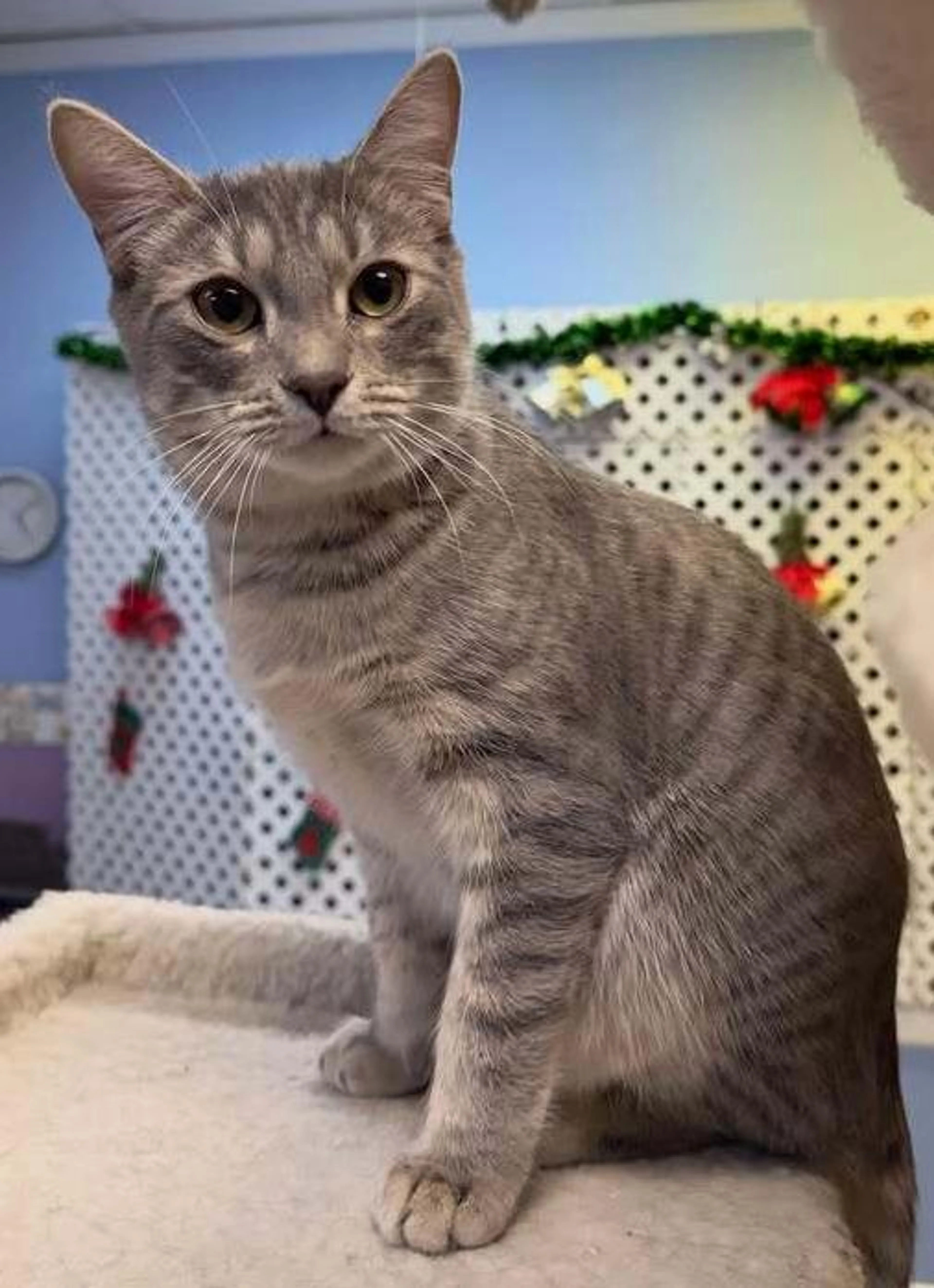 Found pet-1