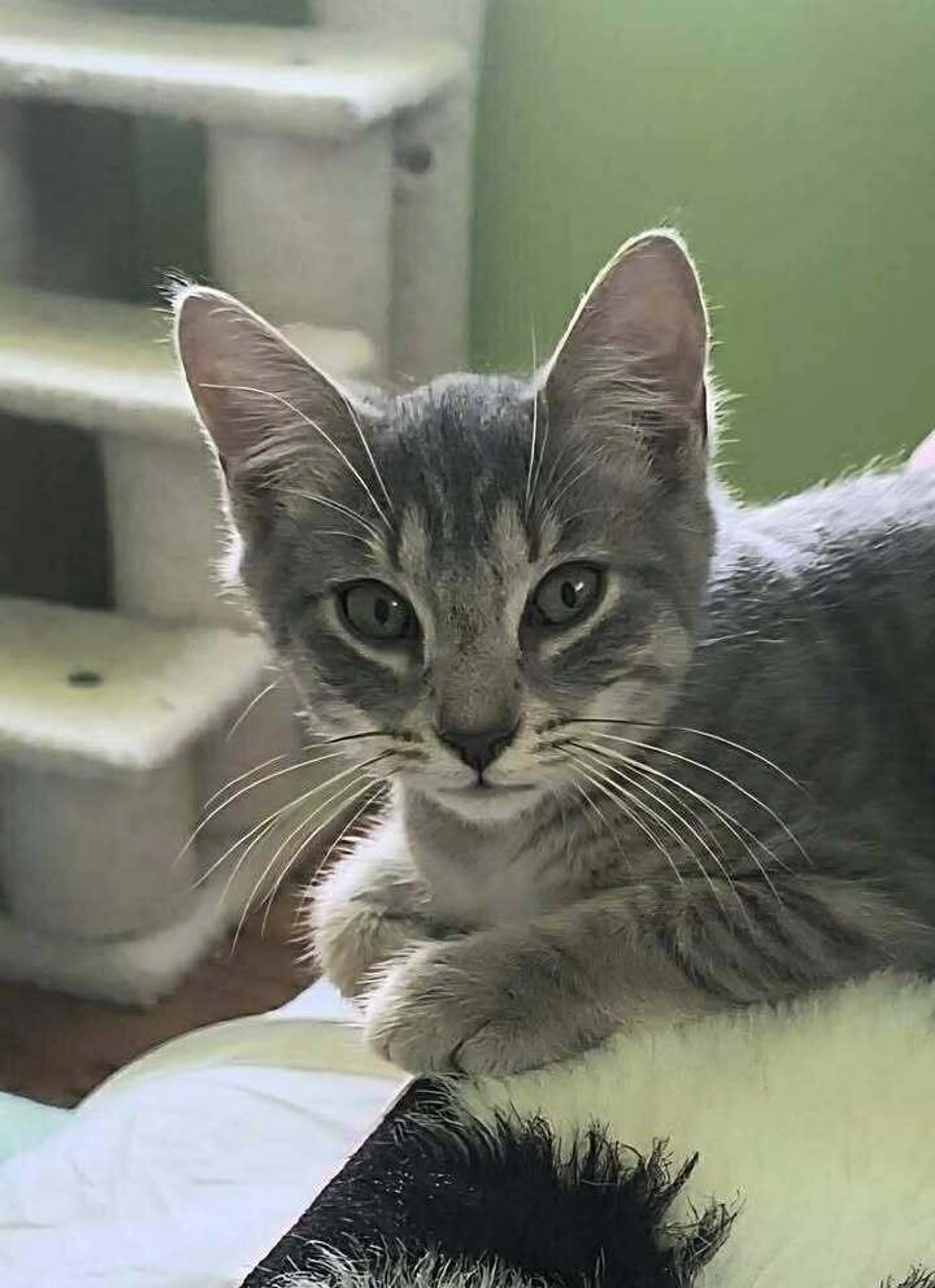 Found pet-2