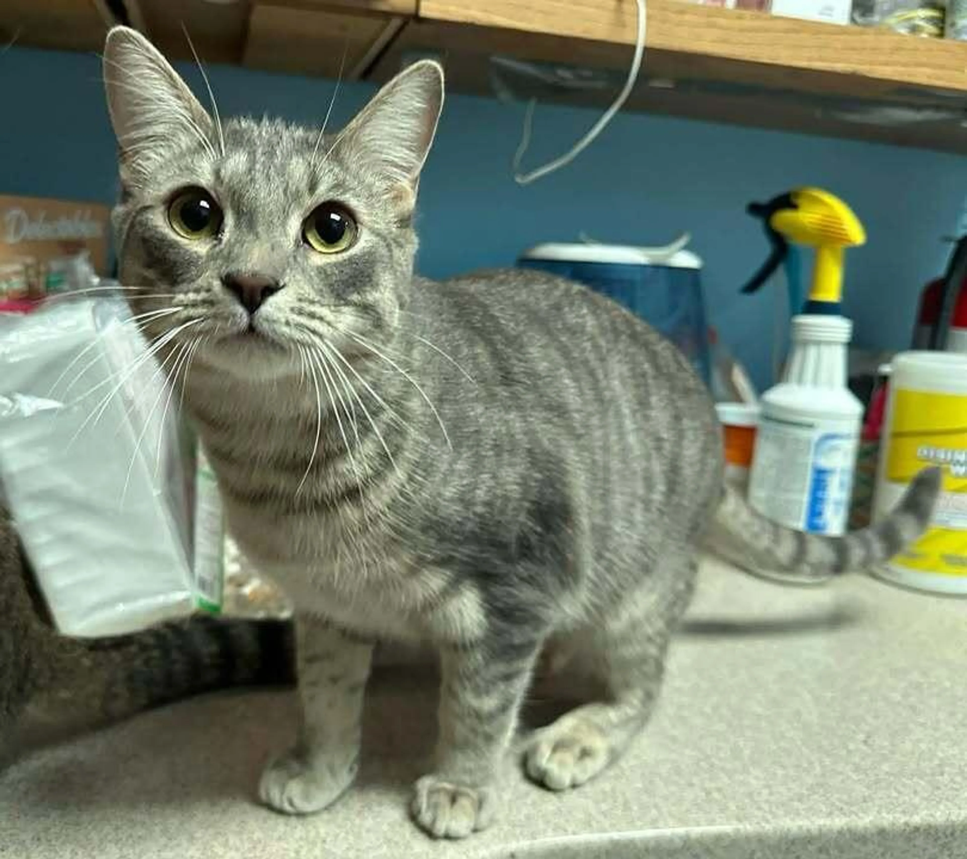 Found pet-3
