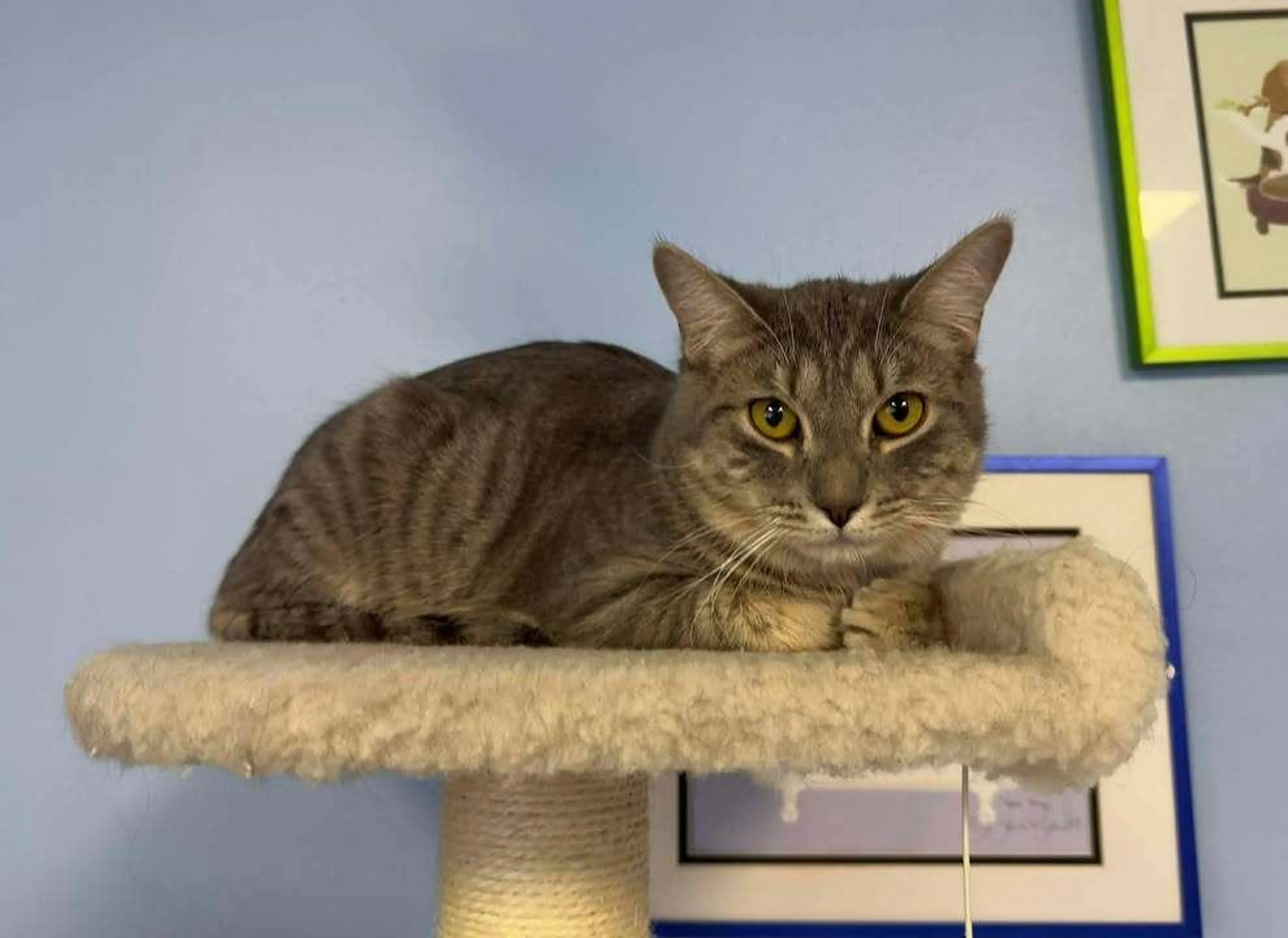 Found pet-4