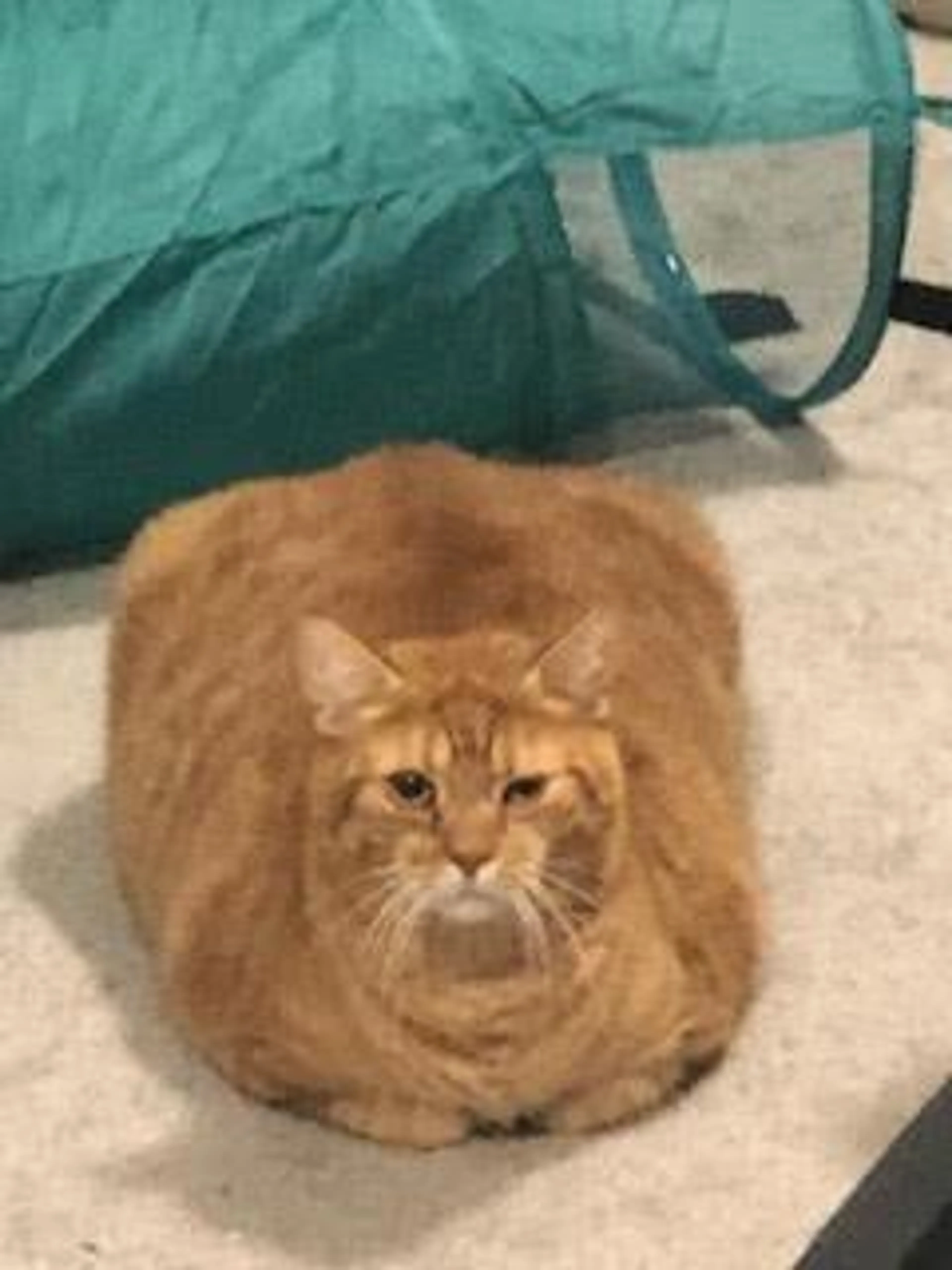 Found pet