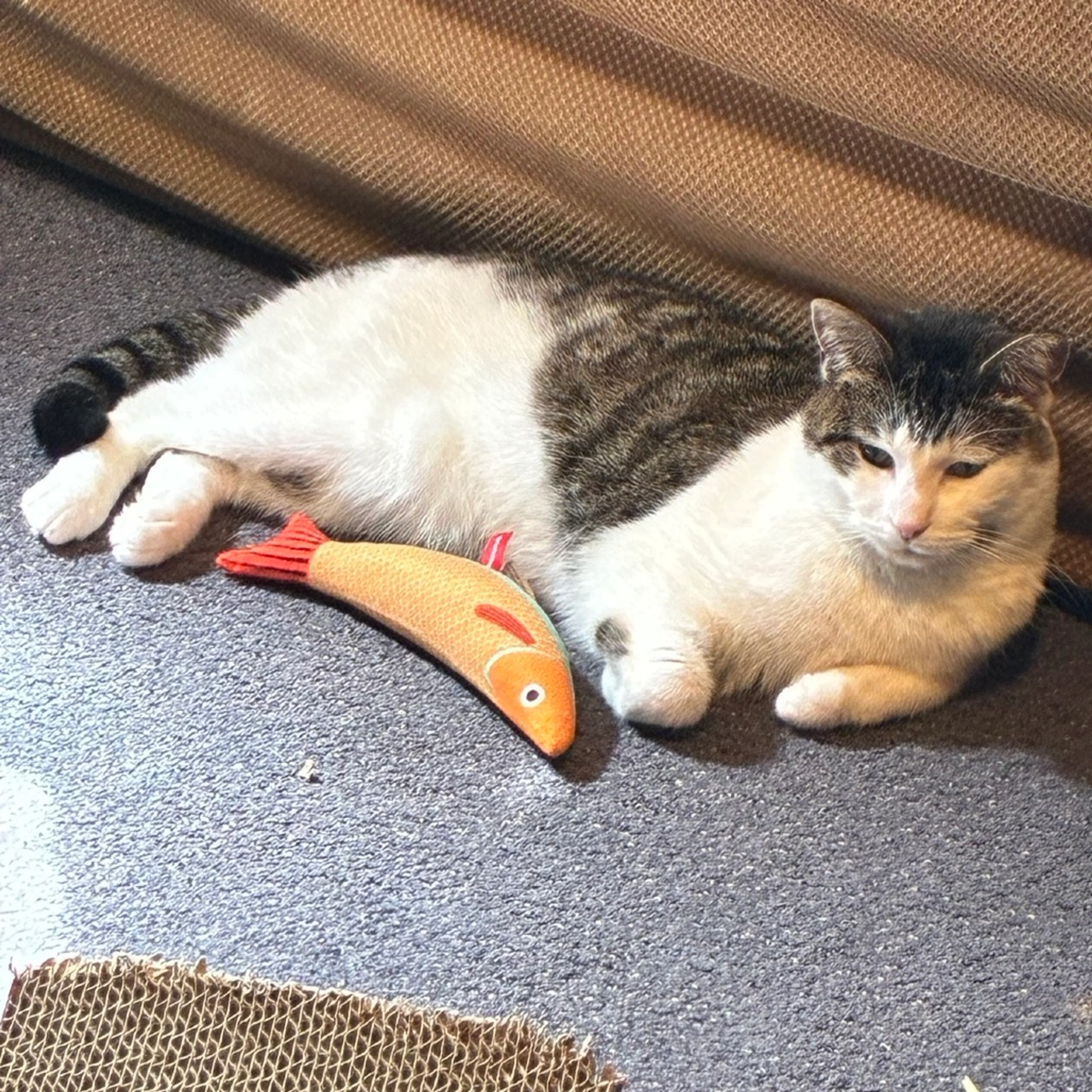 Found pet-20