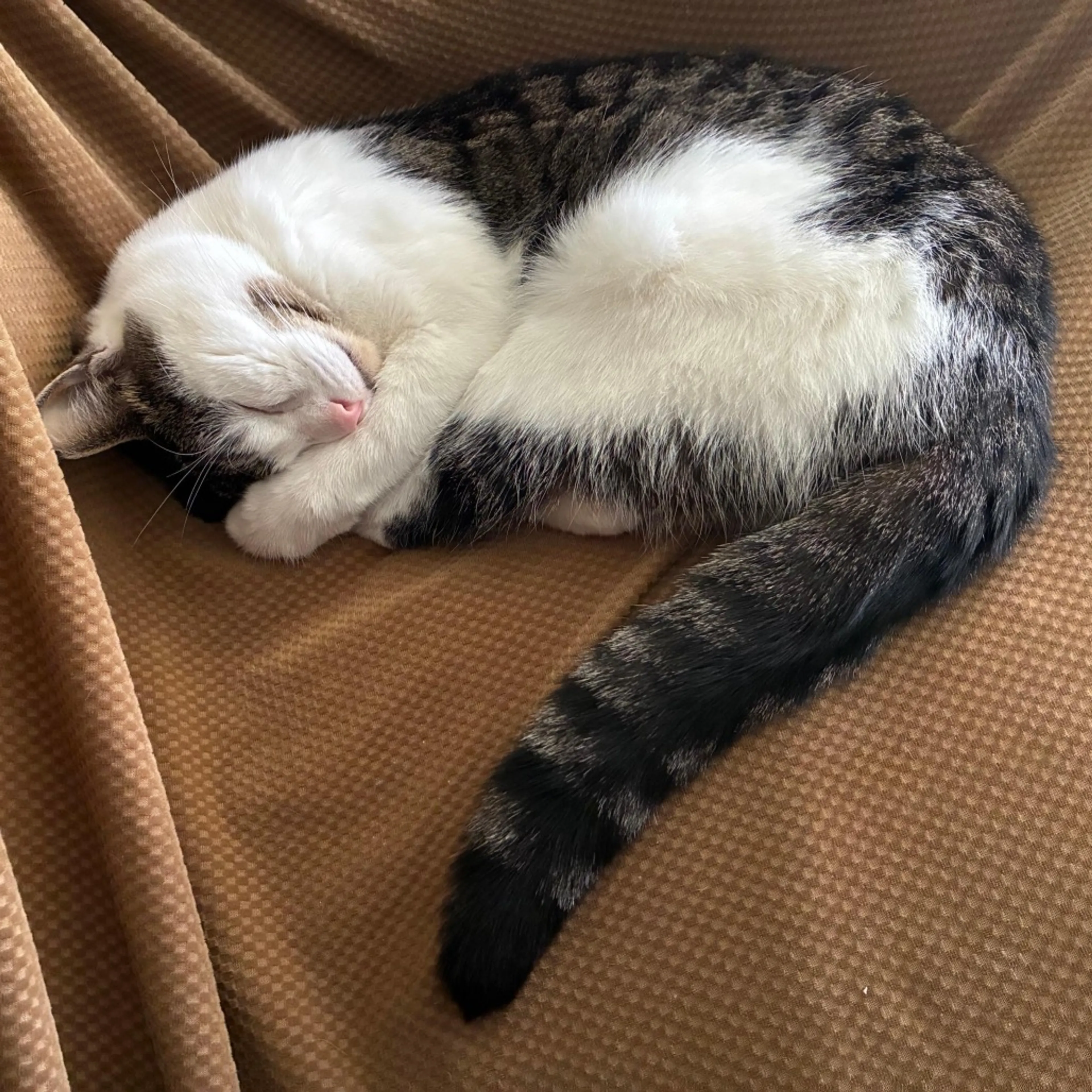 Found pet-13