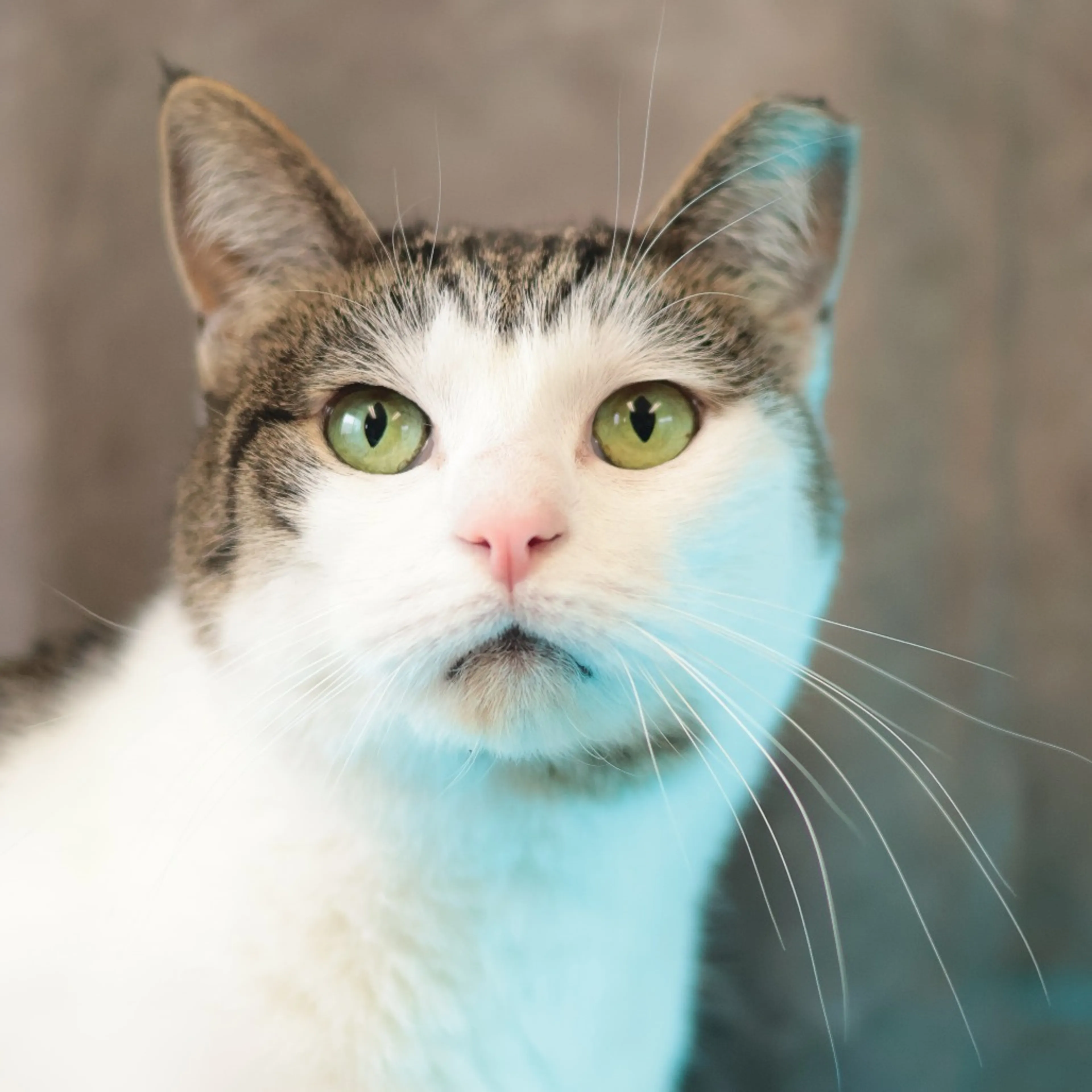 Found pet-18