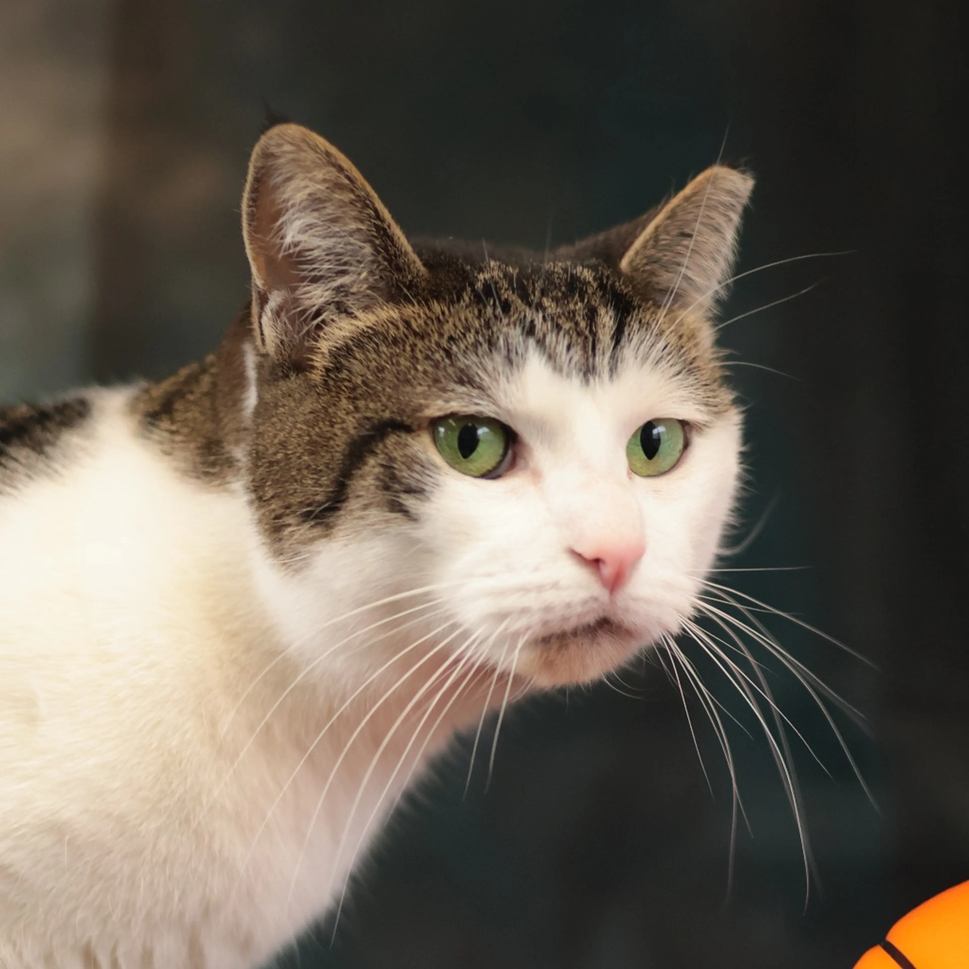 Found pet-11