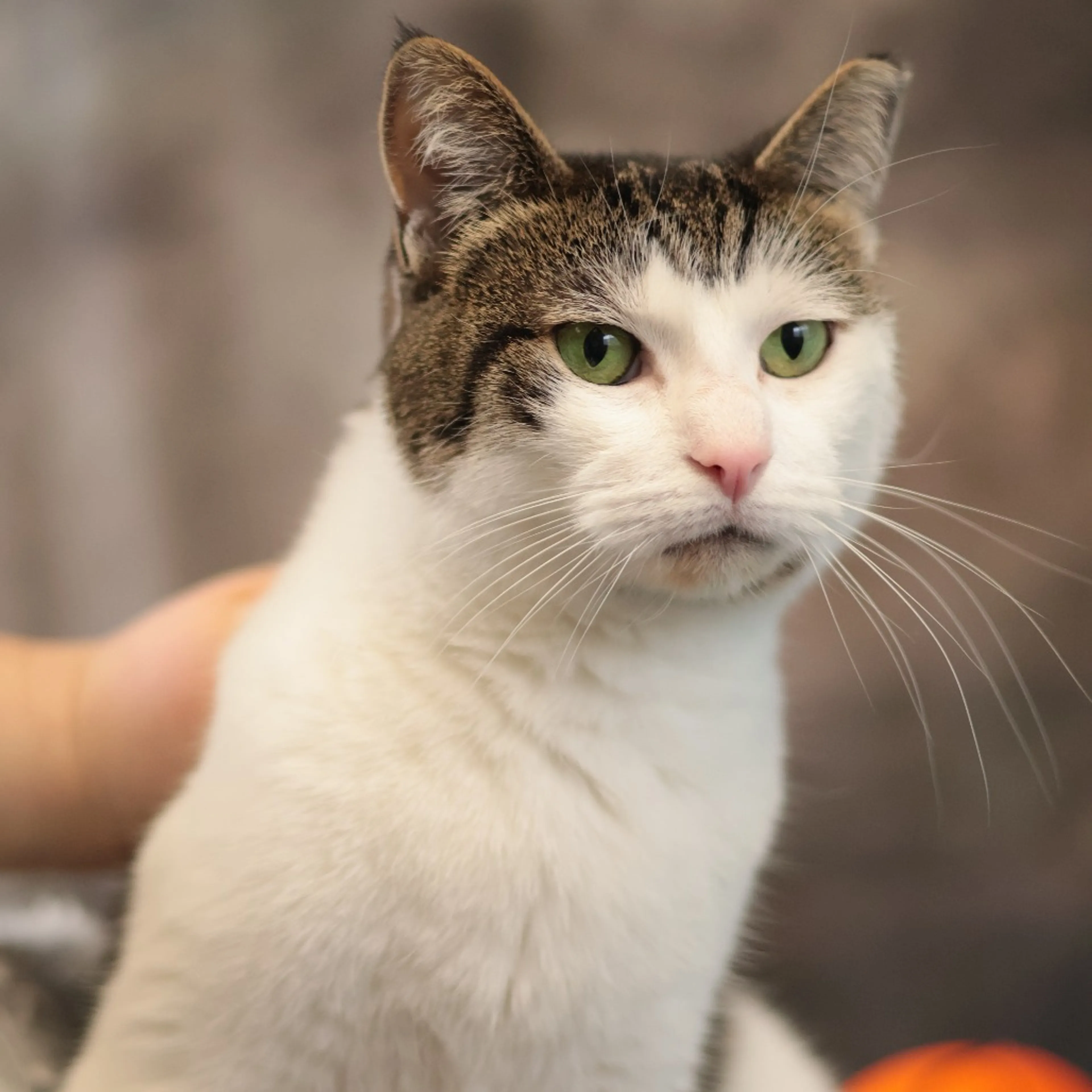 Found pet-17