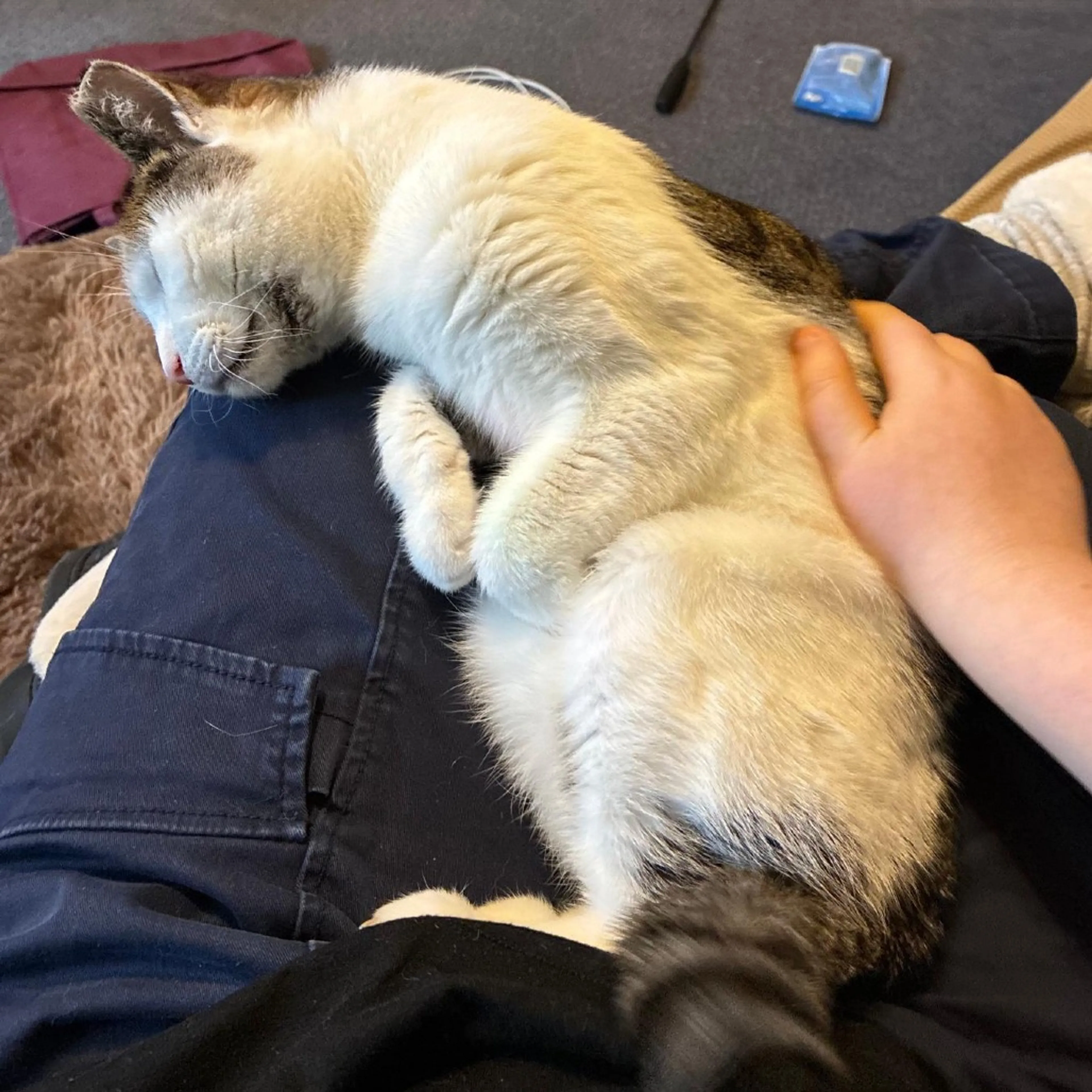 Found pet-14