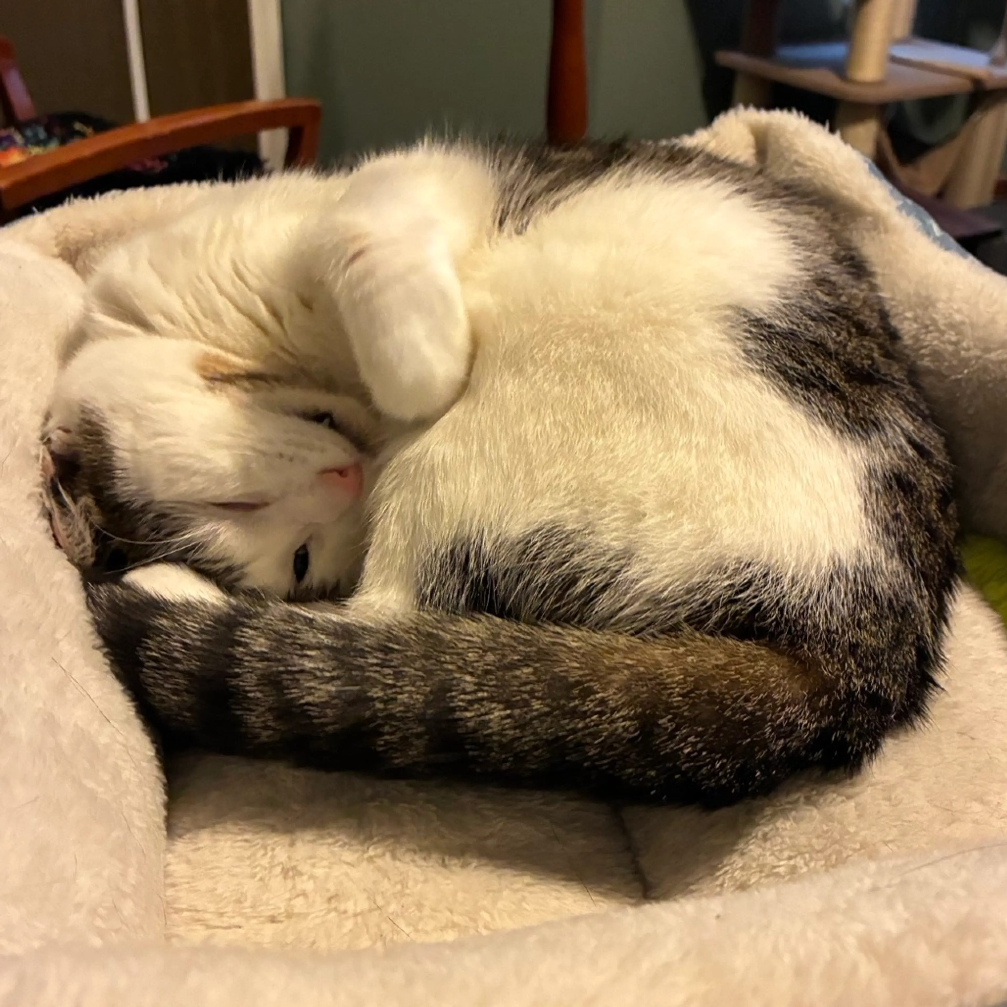 Found pet-19
