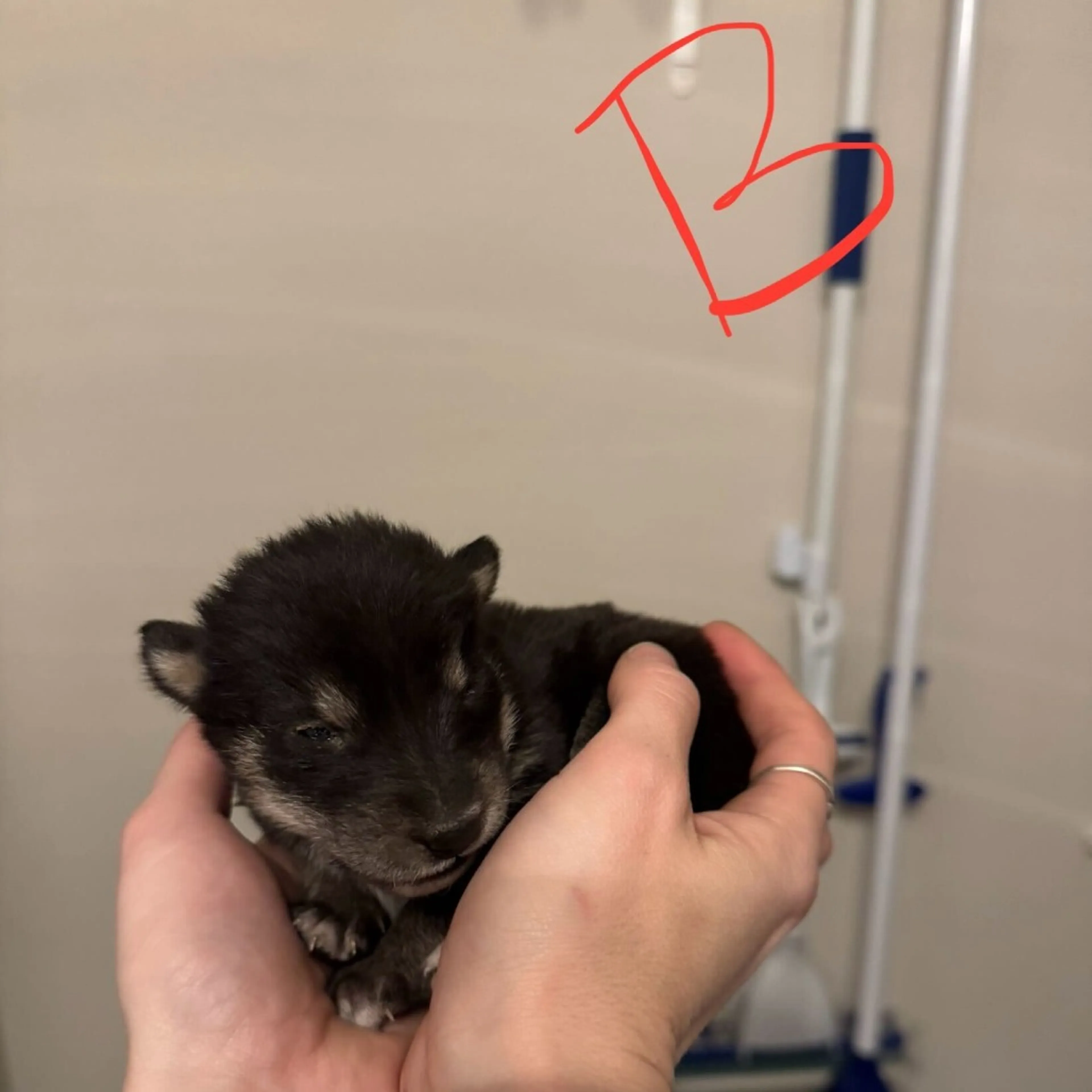 Found pet-2
