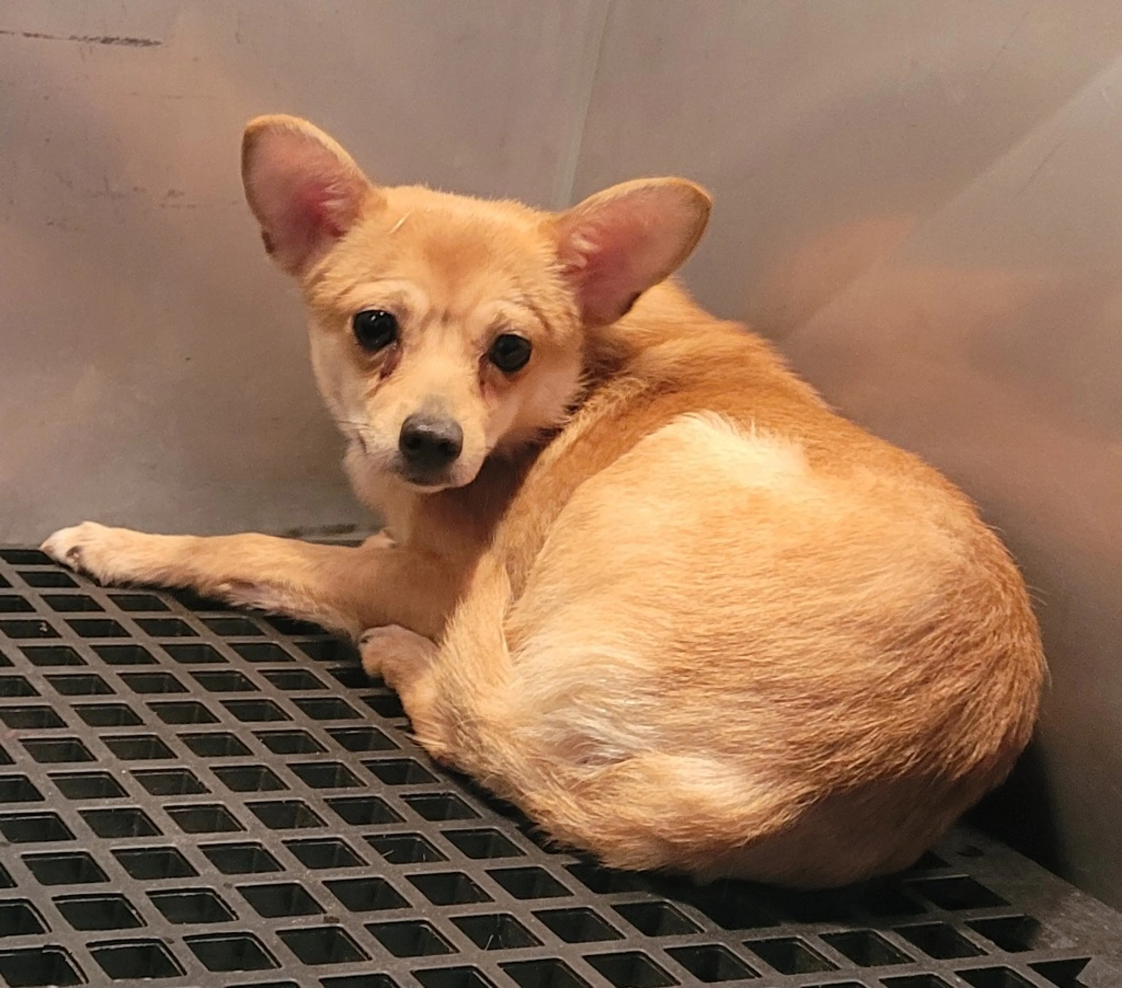 Found pet-1