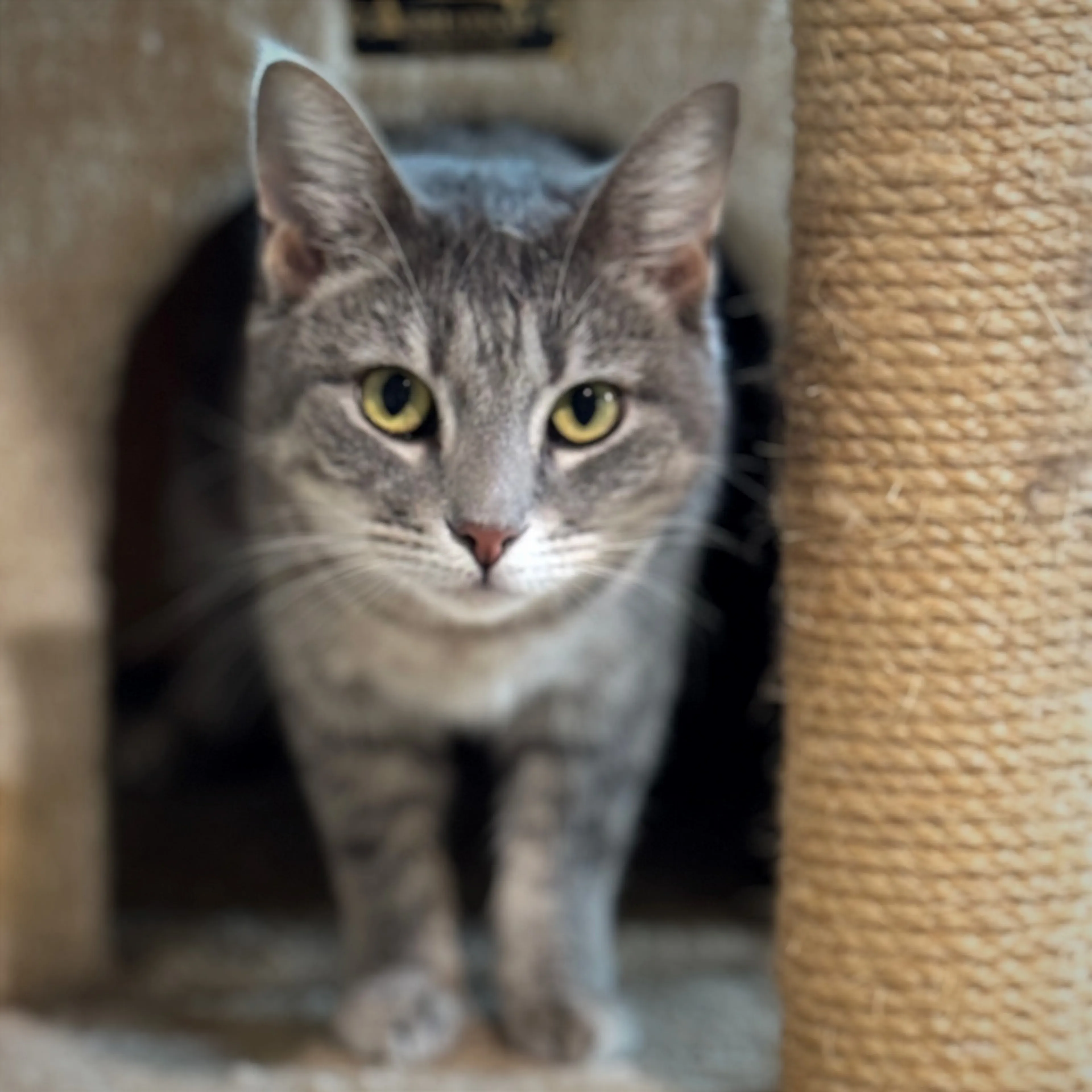 Found pet-1