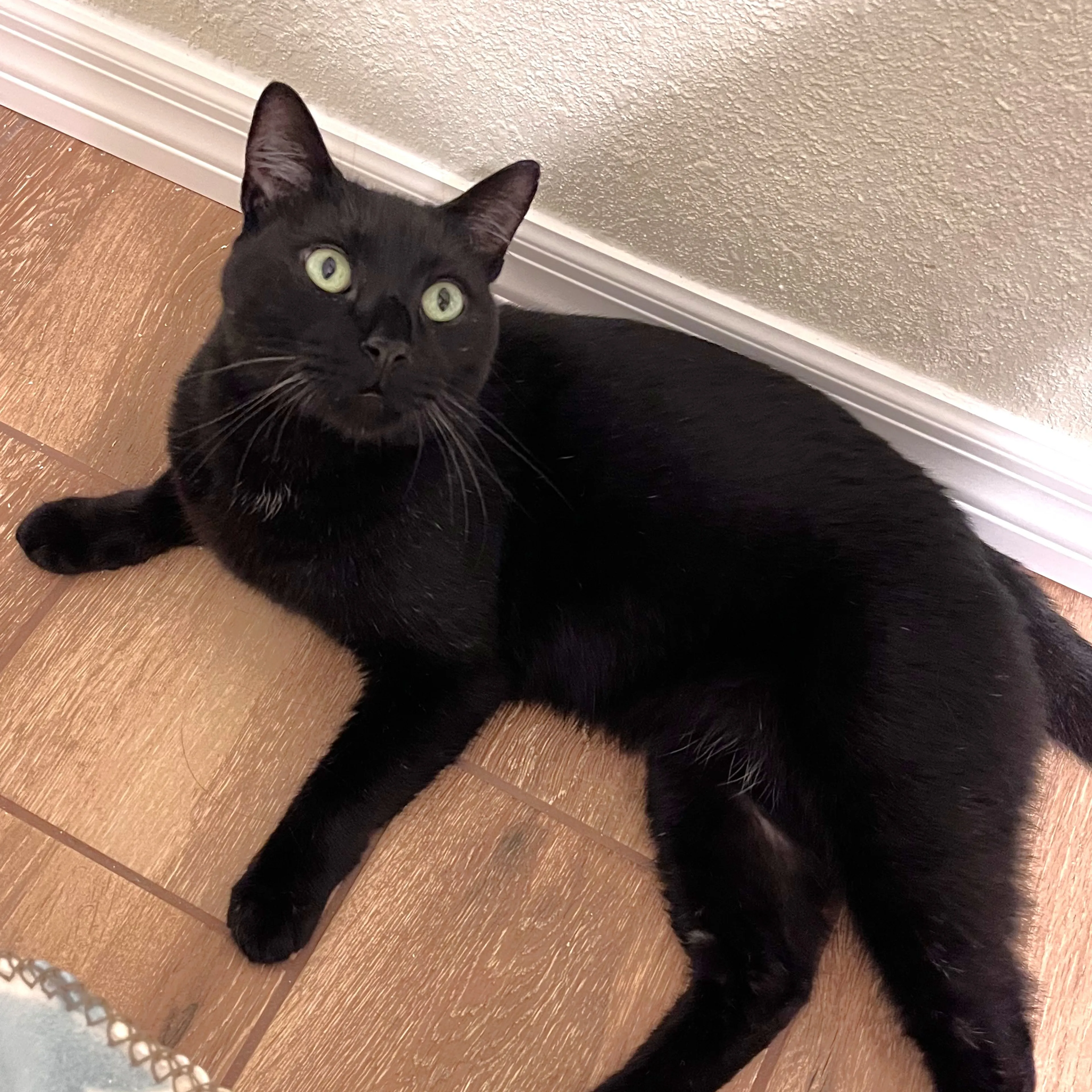 Lost pet-0