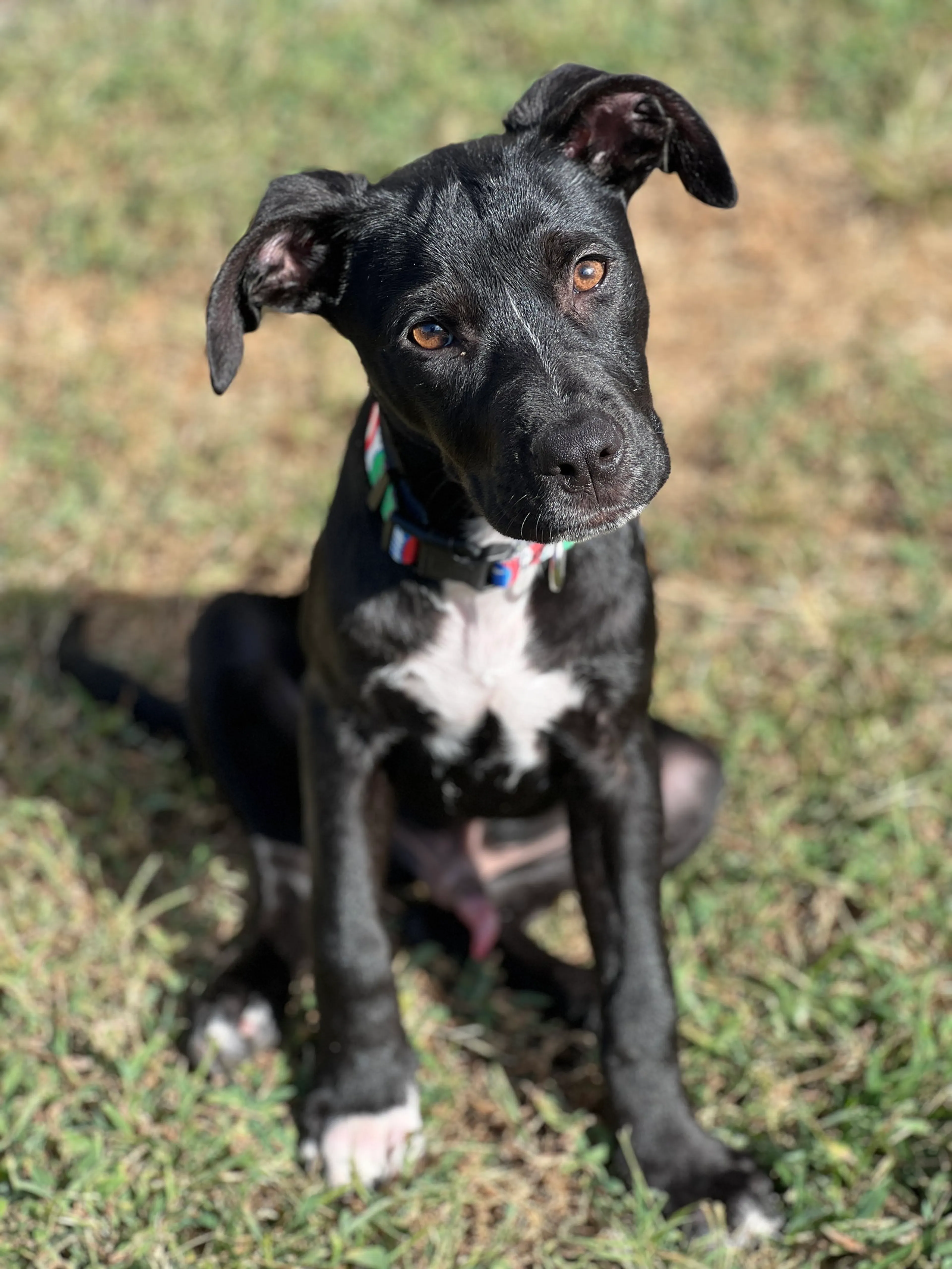 Found pet-1