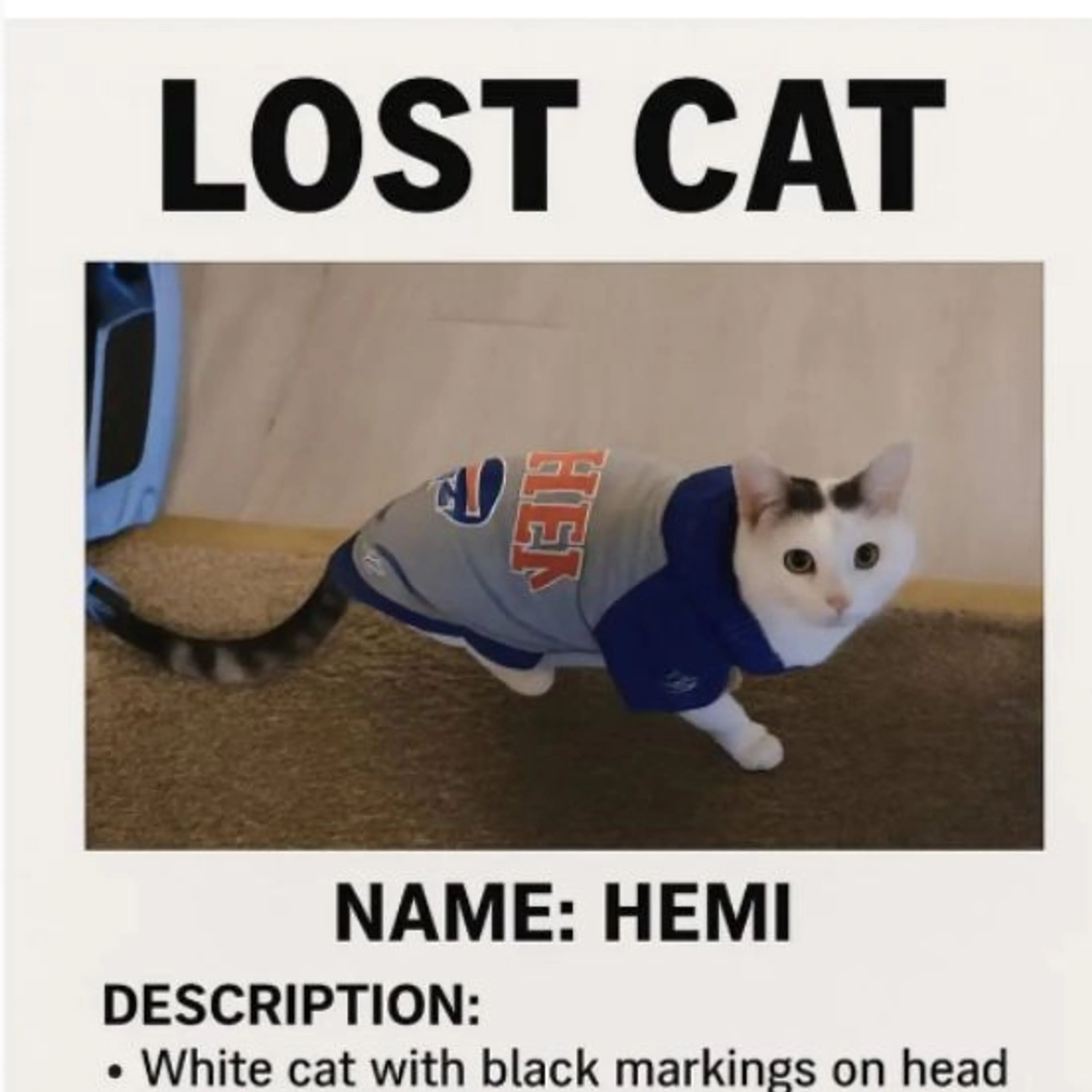 Lost pet