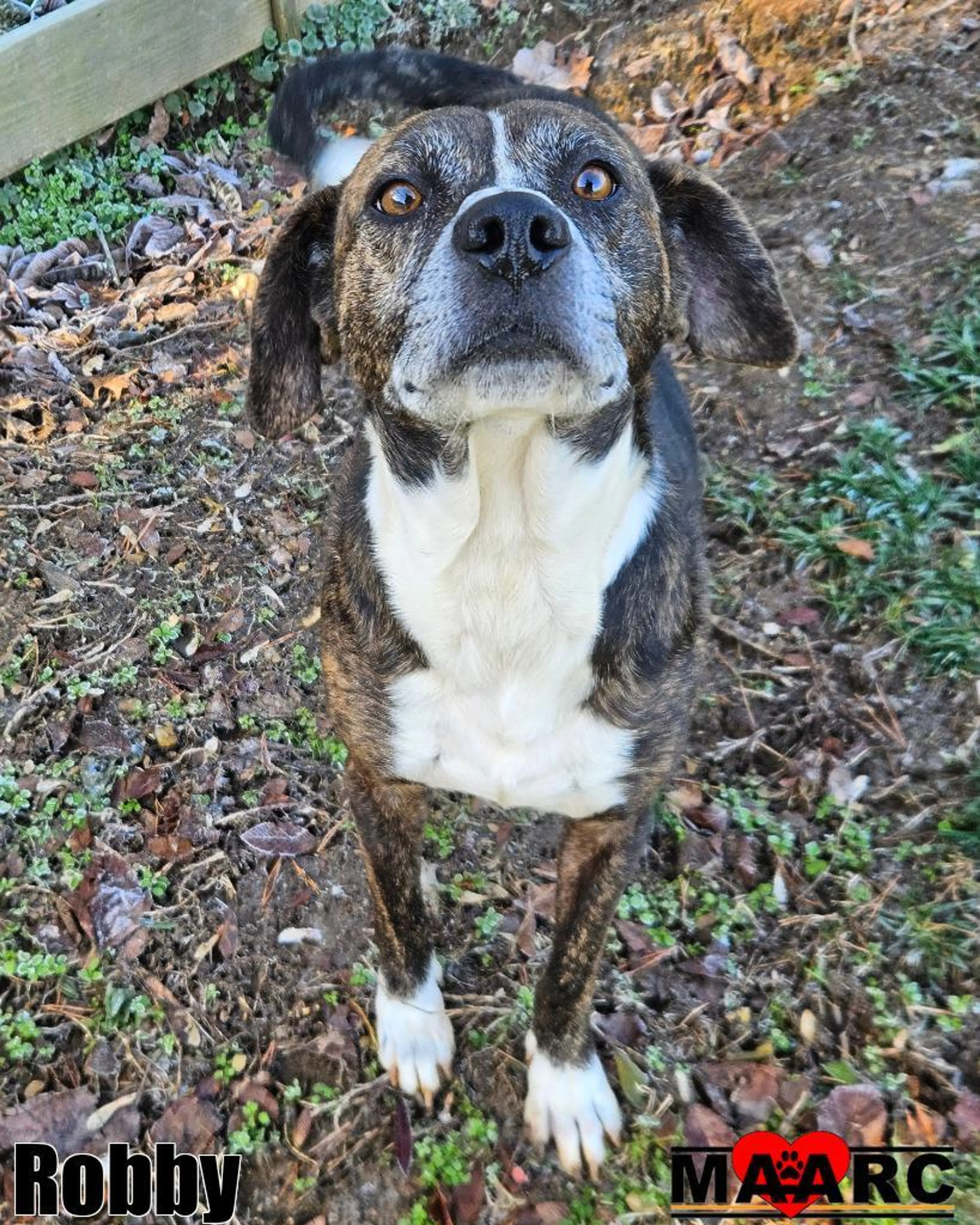 Found pet-1