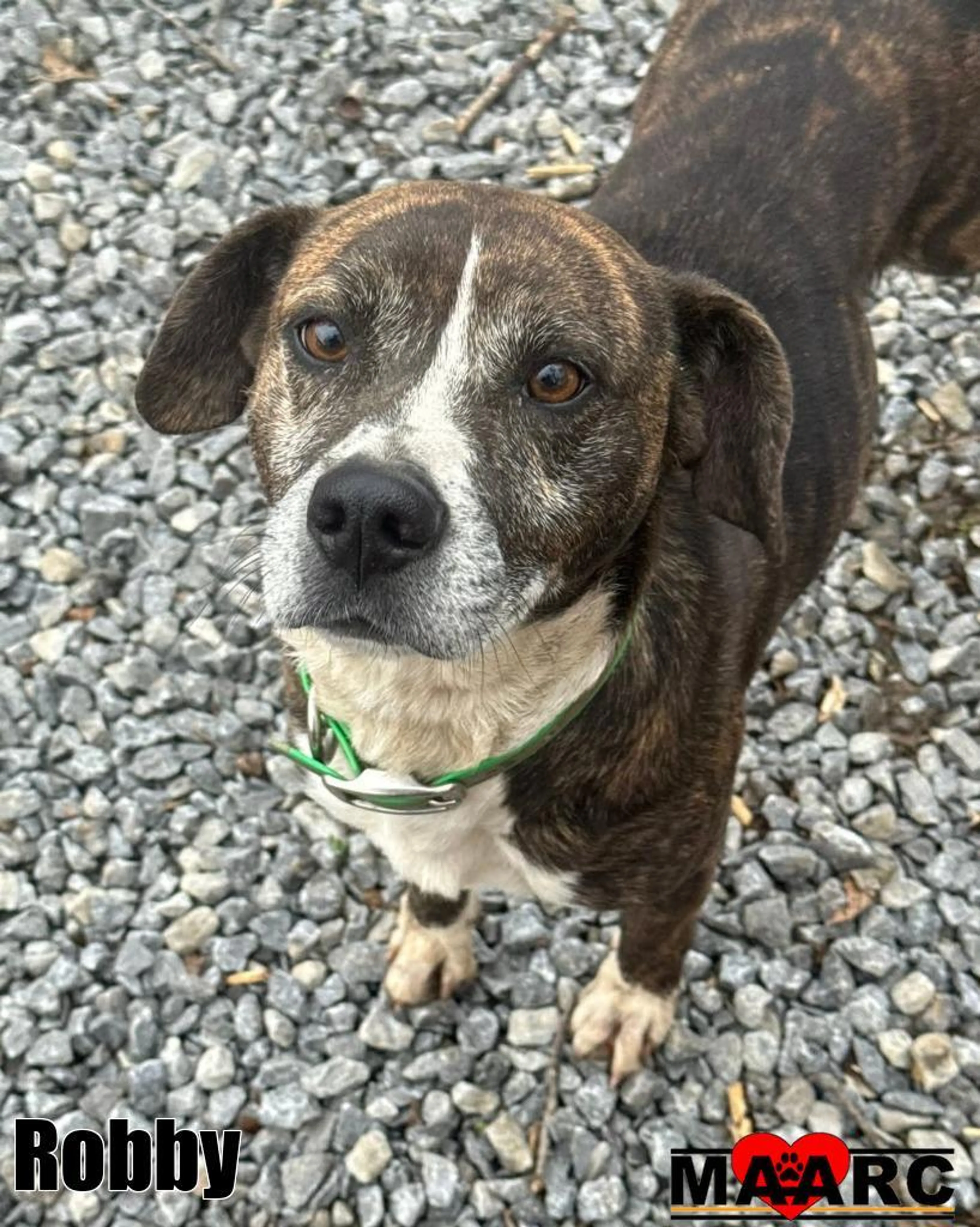 Found pet-2
