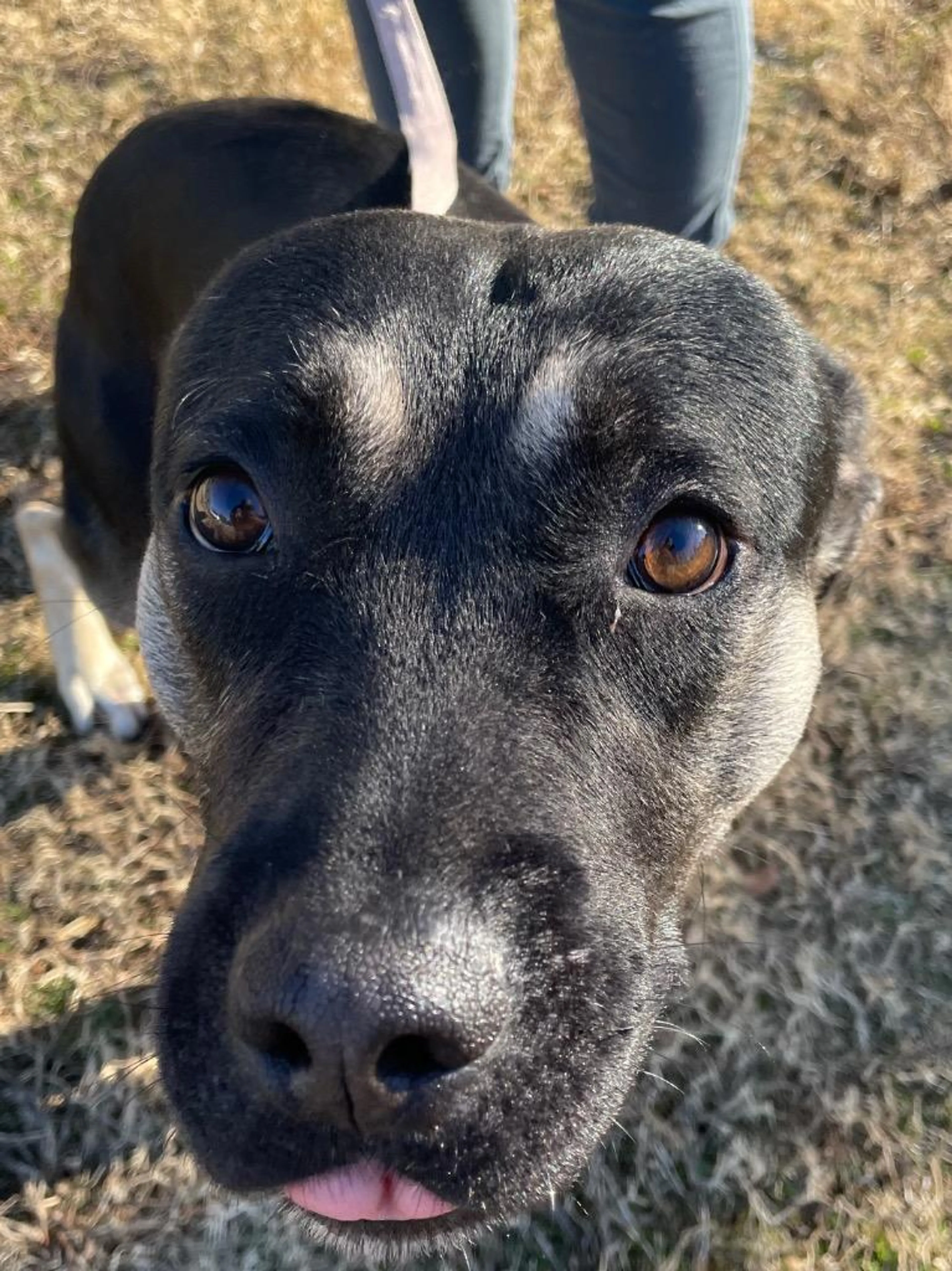 Found pet-1