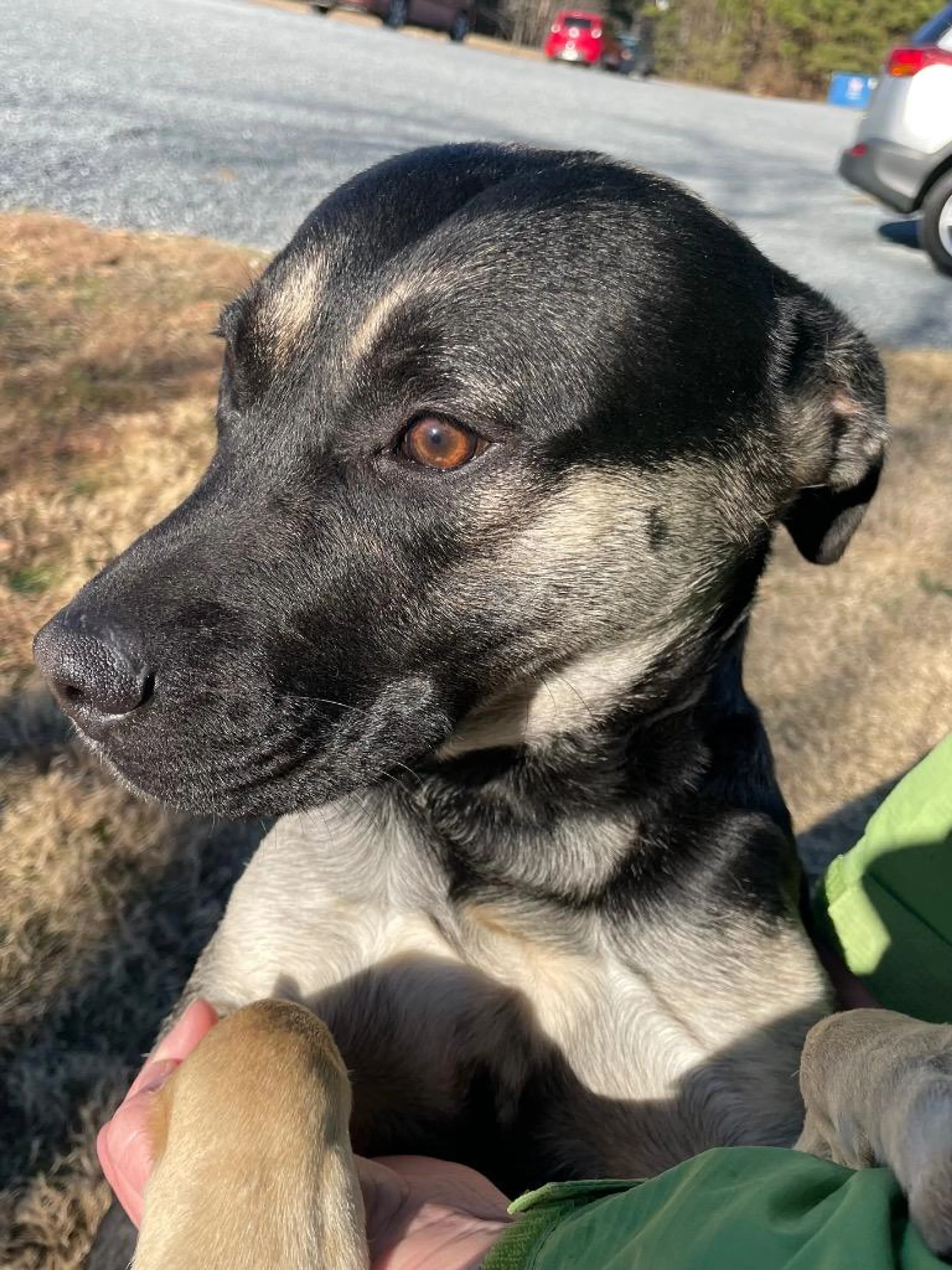 Found pet-3