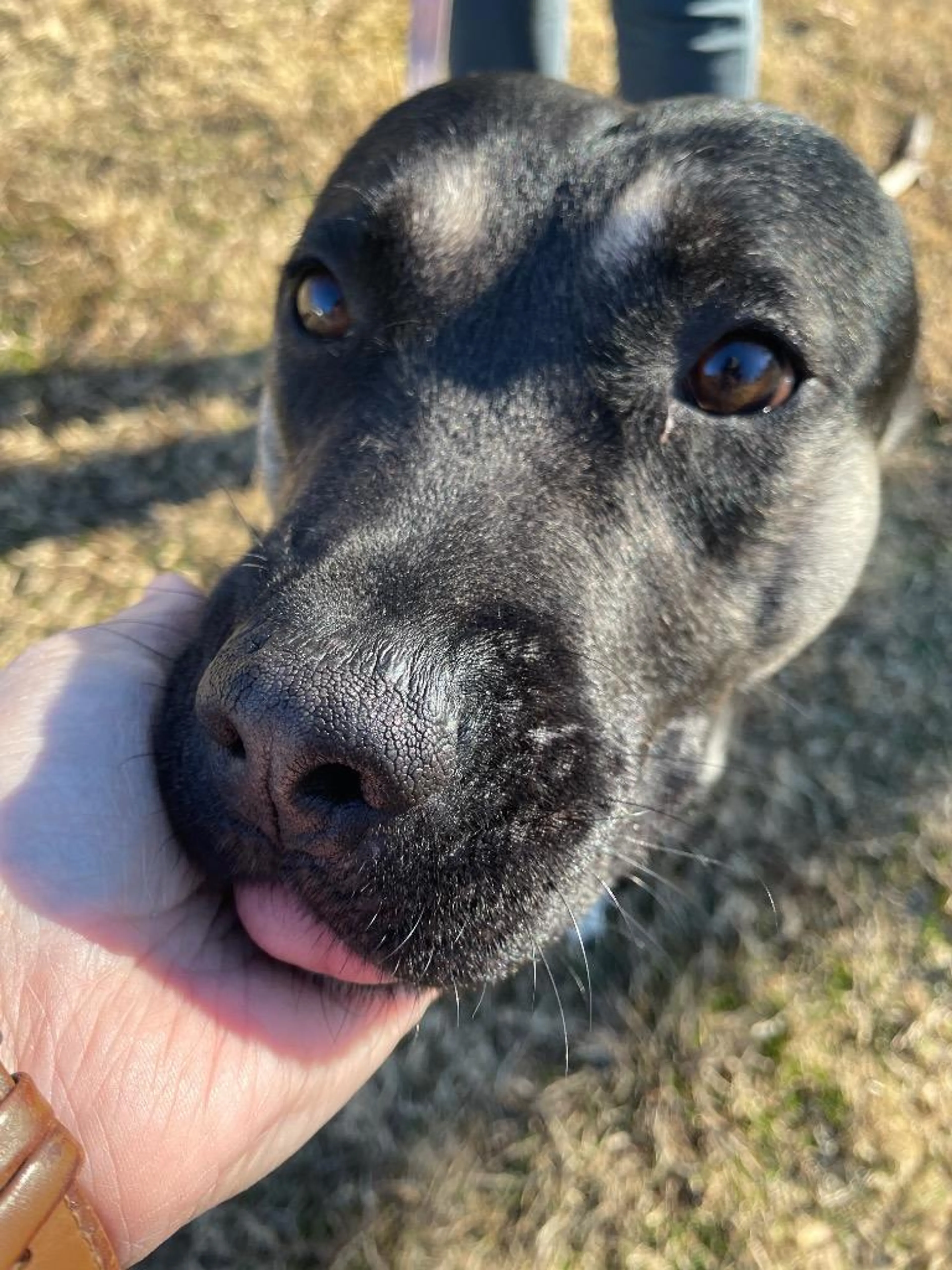 Found pet-2
