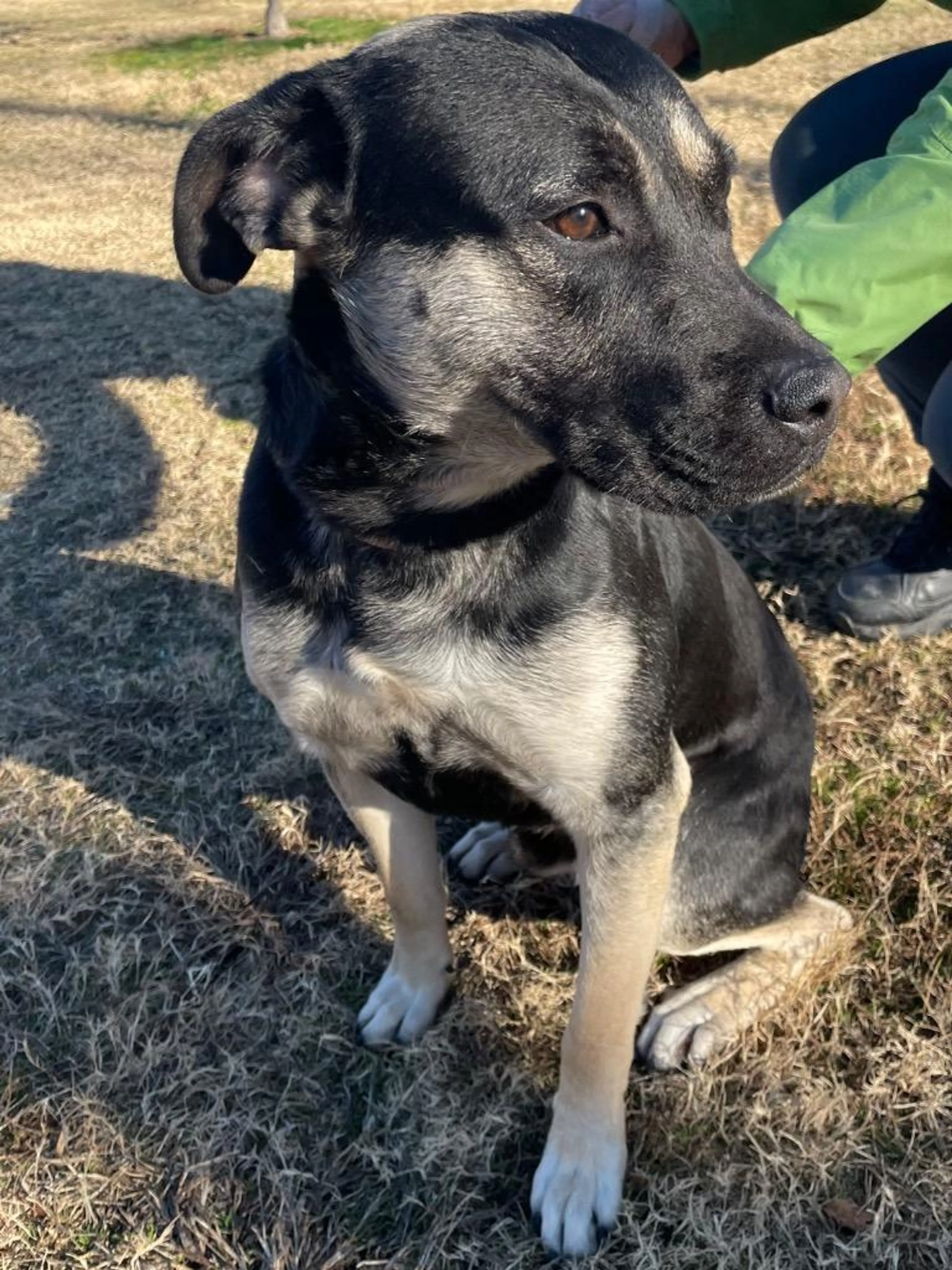 Found pet-4