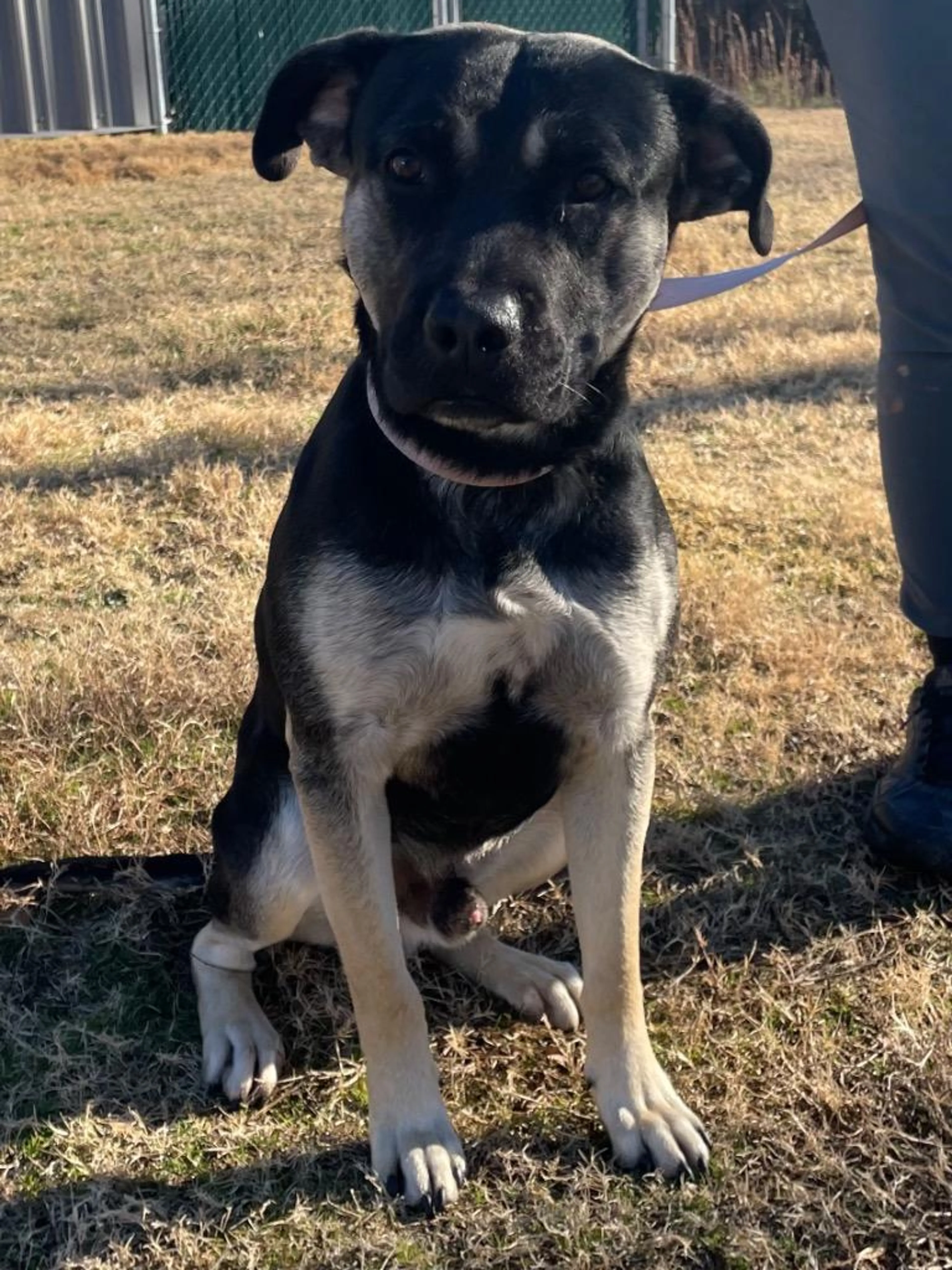Found pet-5