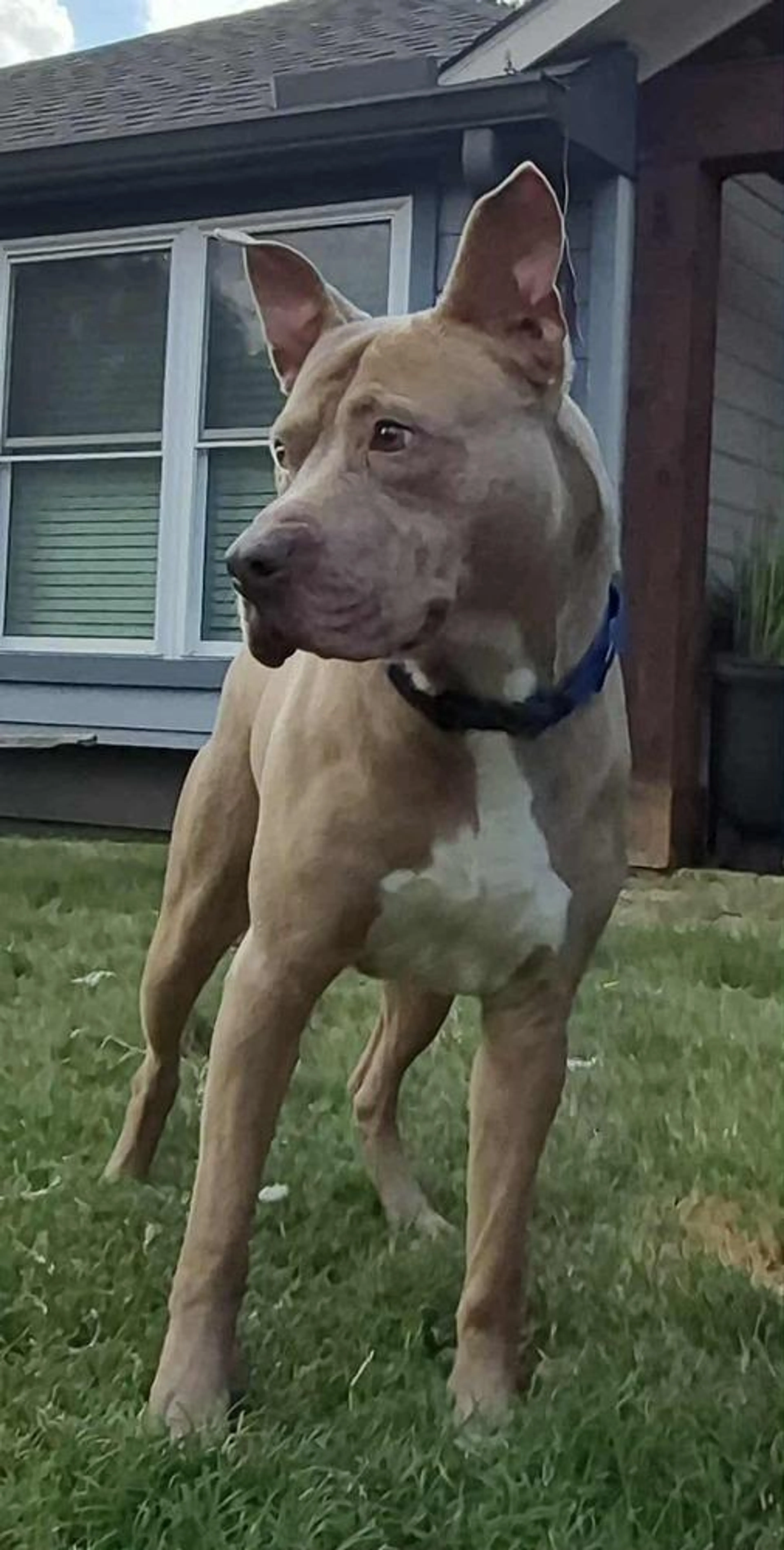 Found pet-2