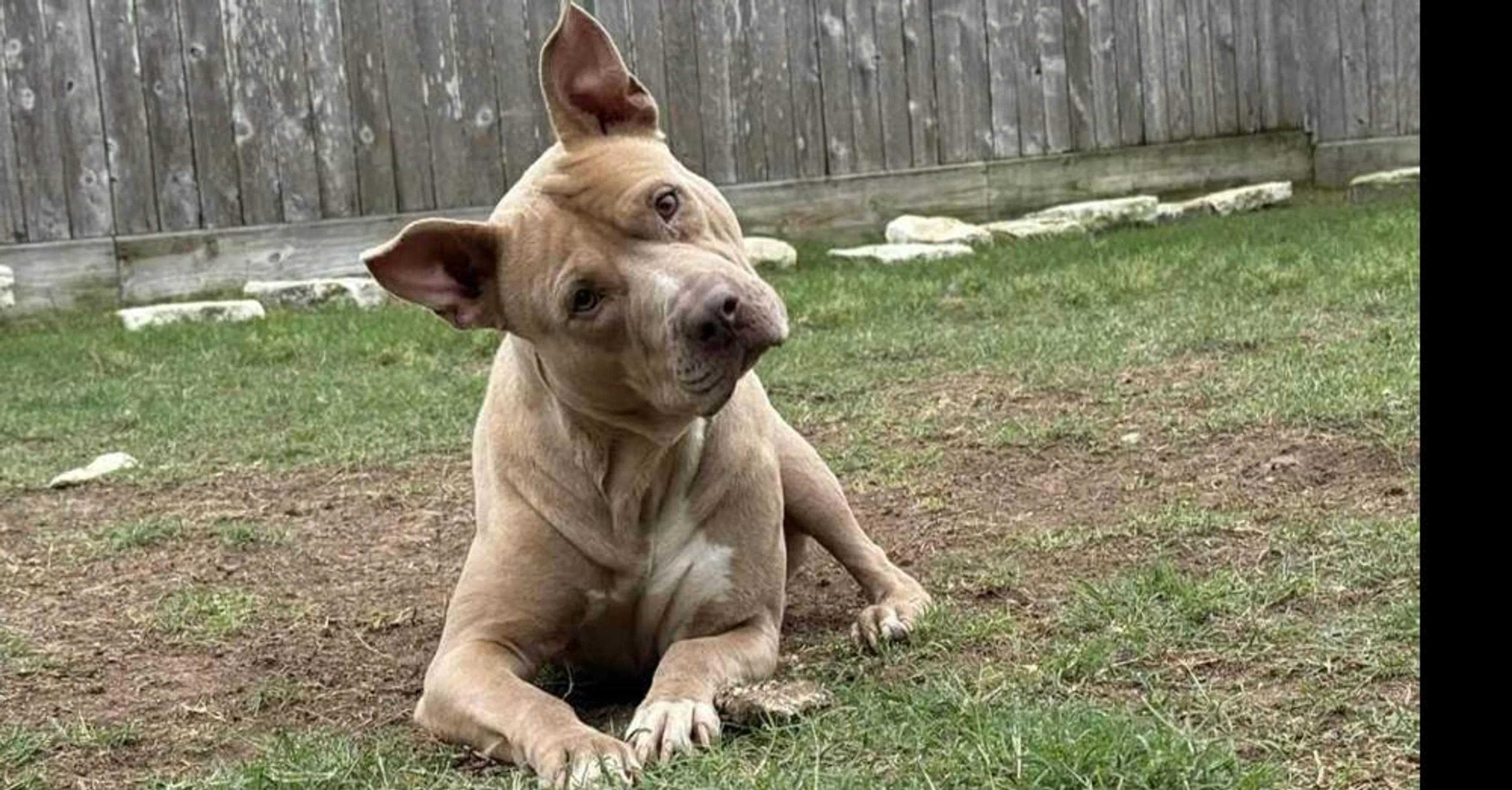 Found pet-3