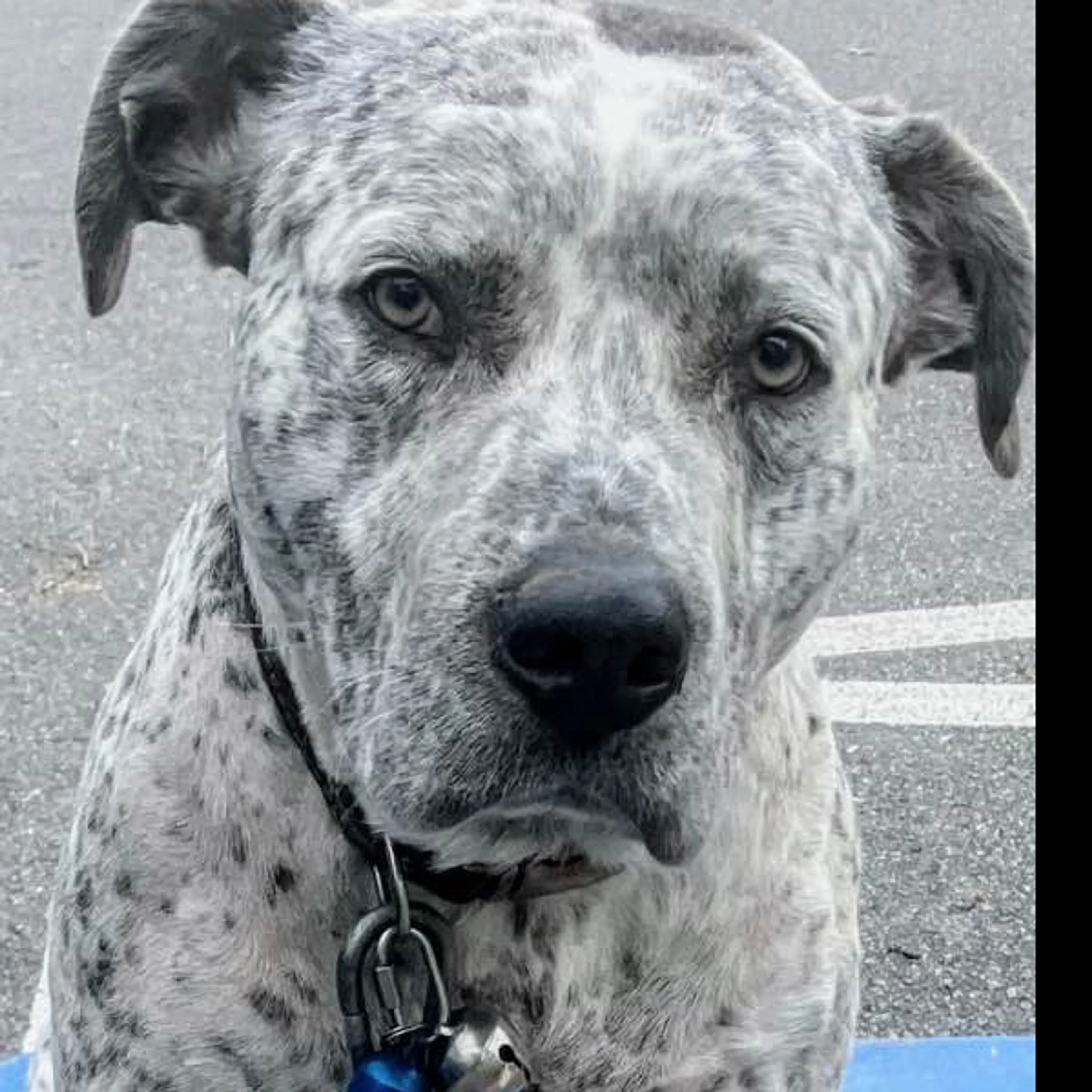Lost pet-0