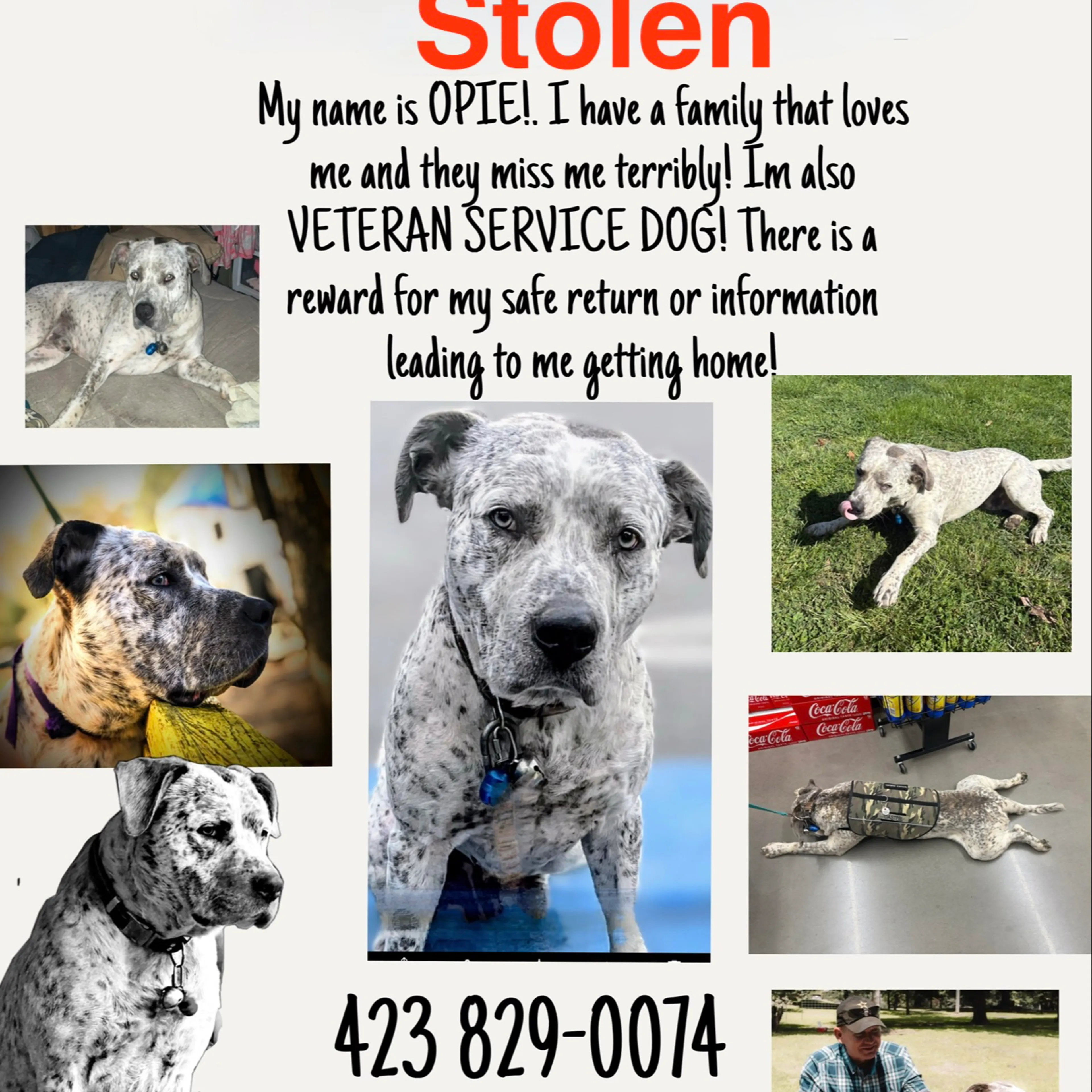Lost pet-1