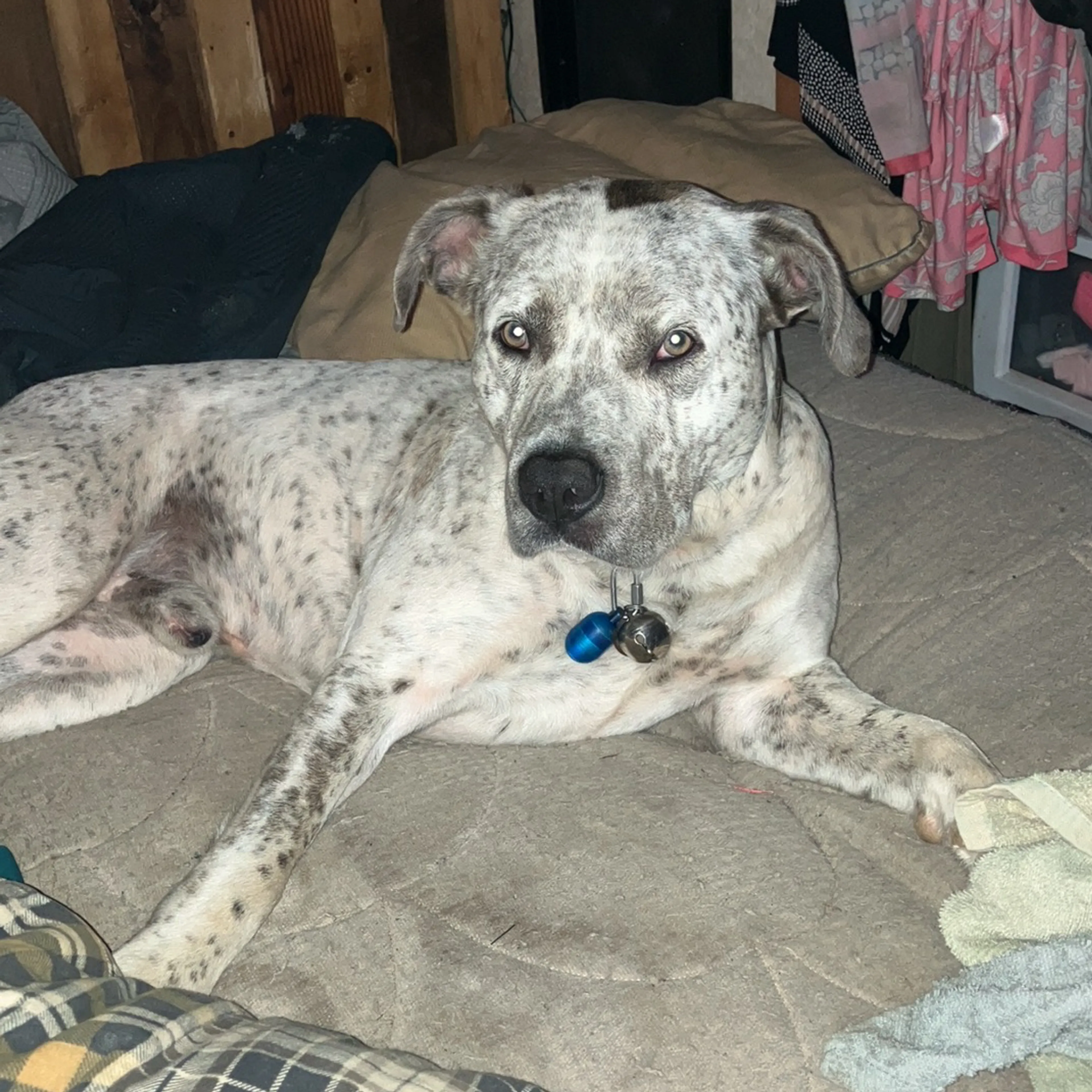 Lost pet-2