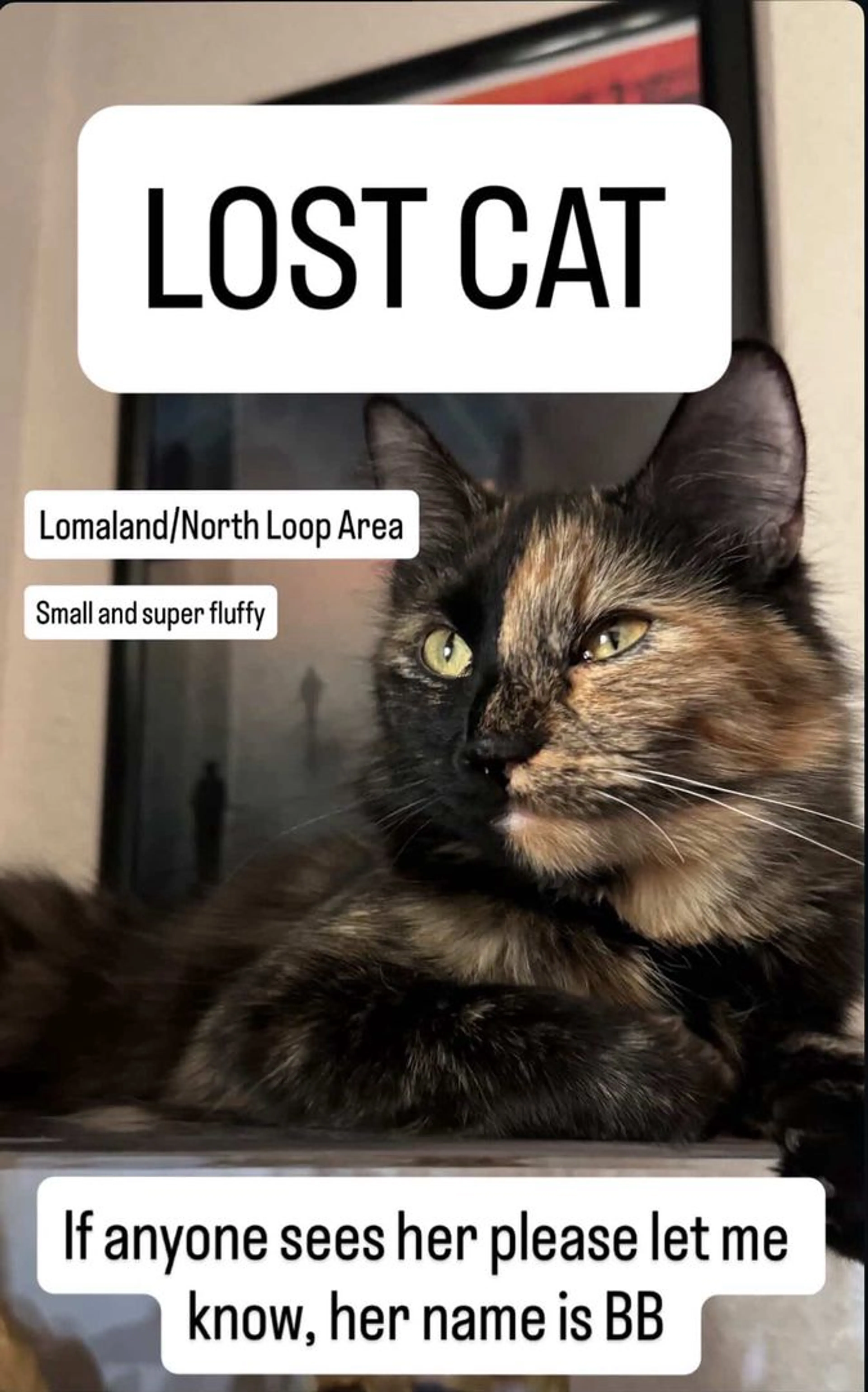 Lost pet-0