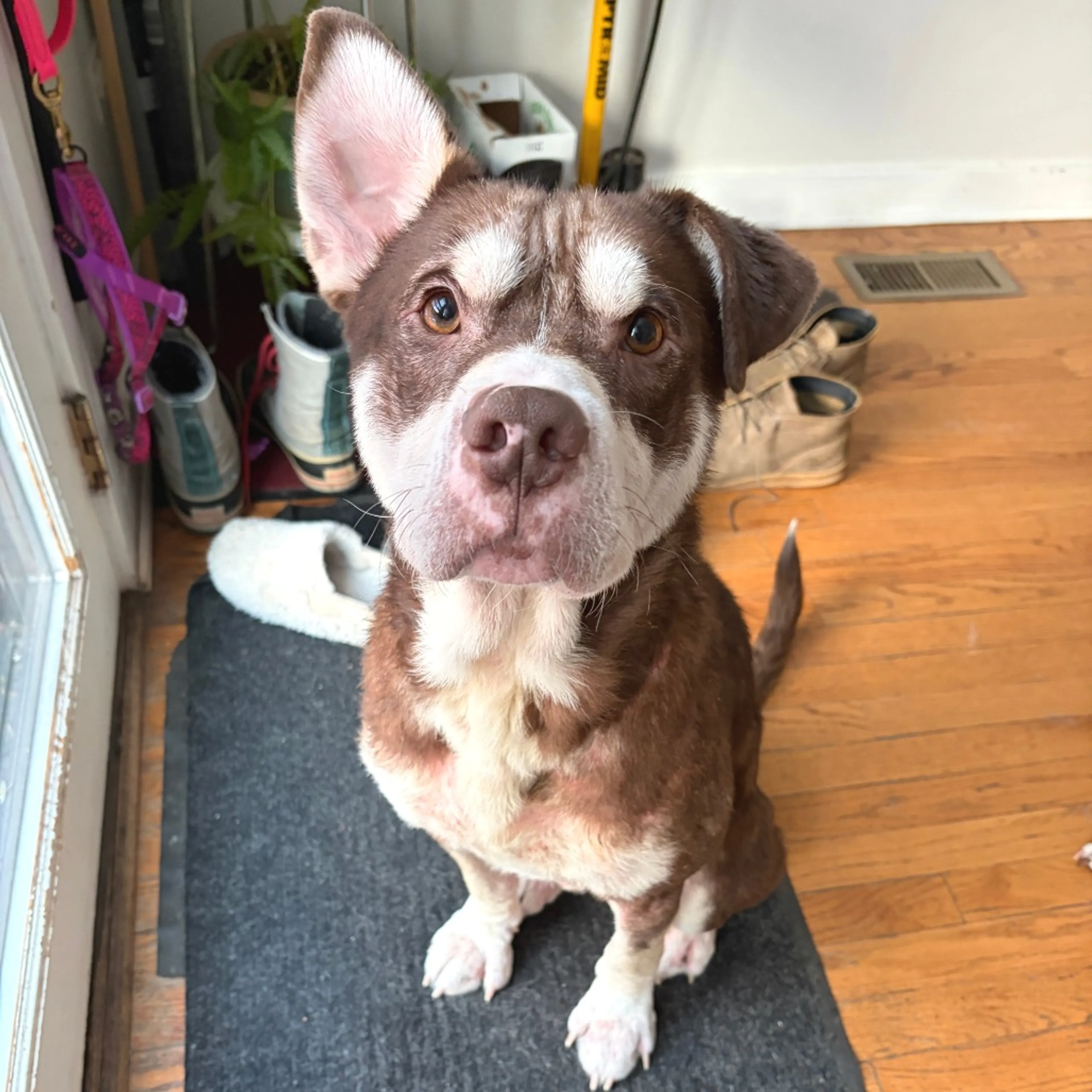 Found pet-2