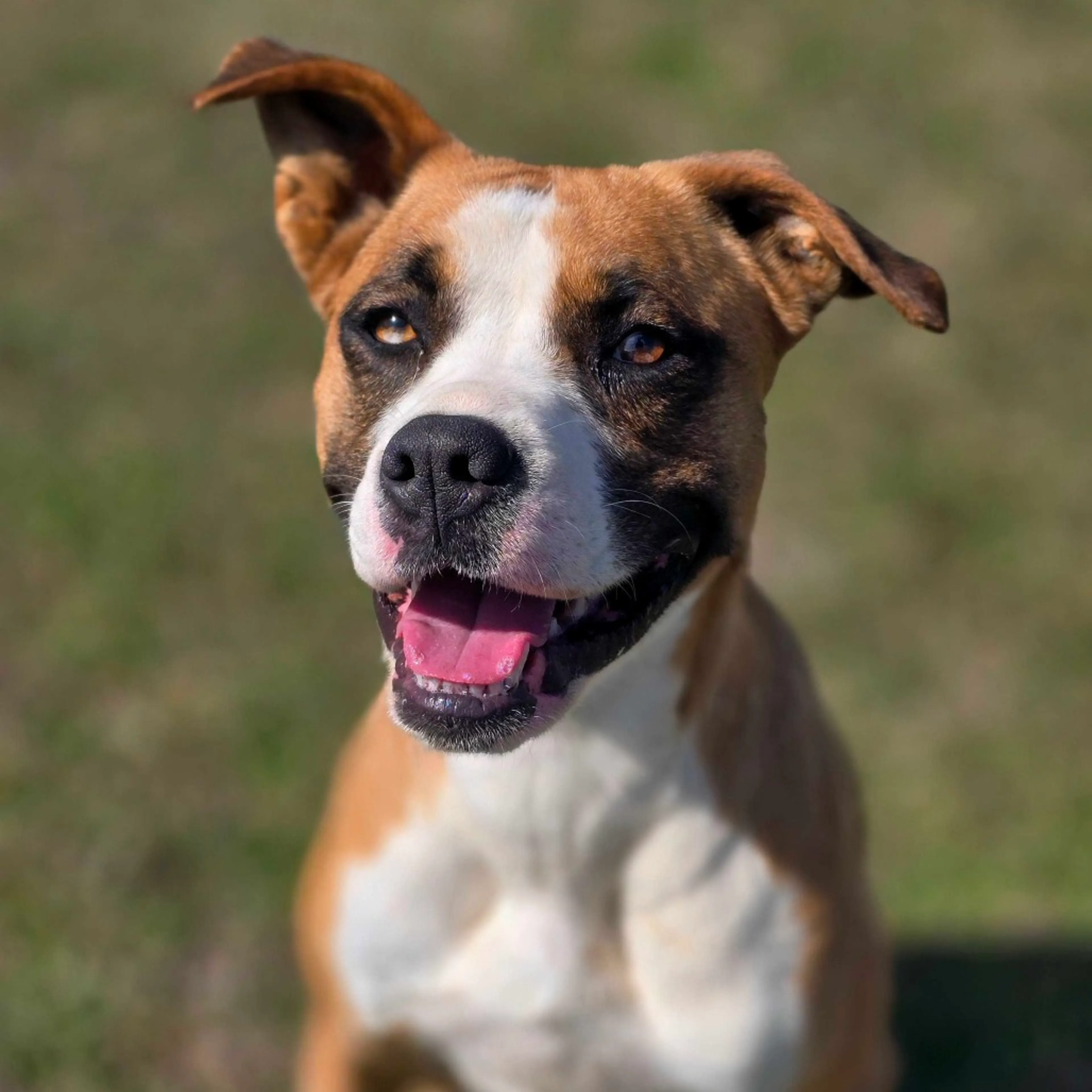 Found pet-2