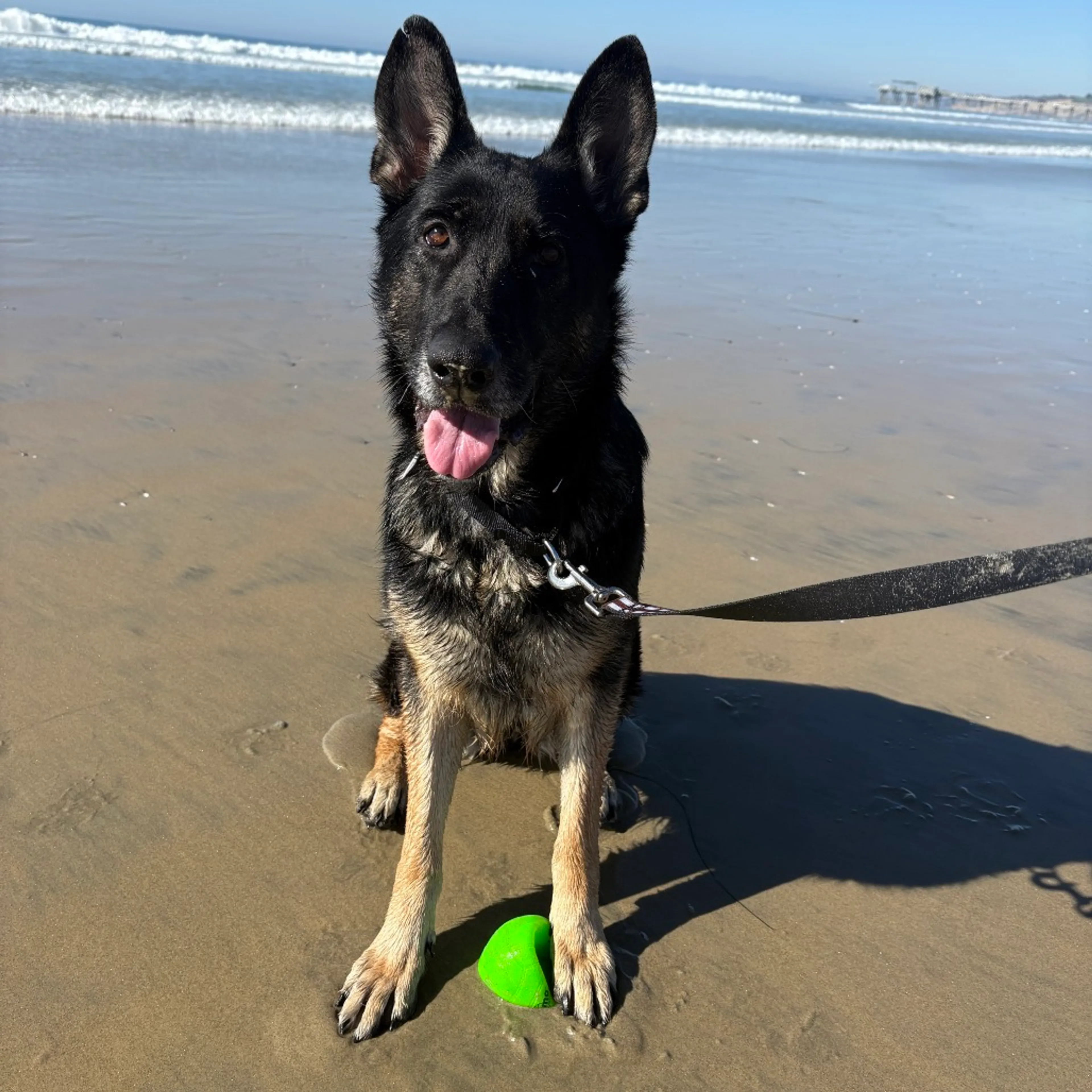 Found pet-5