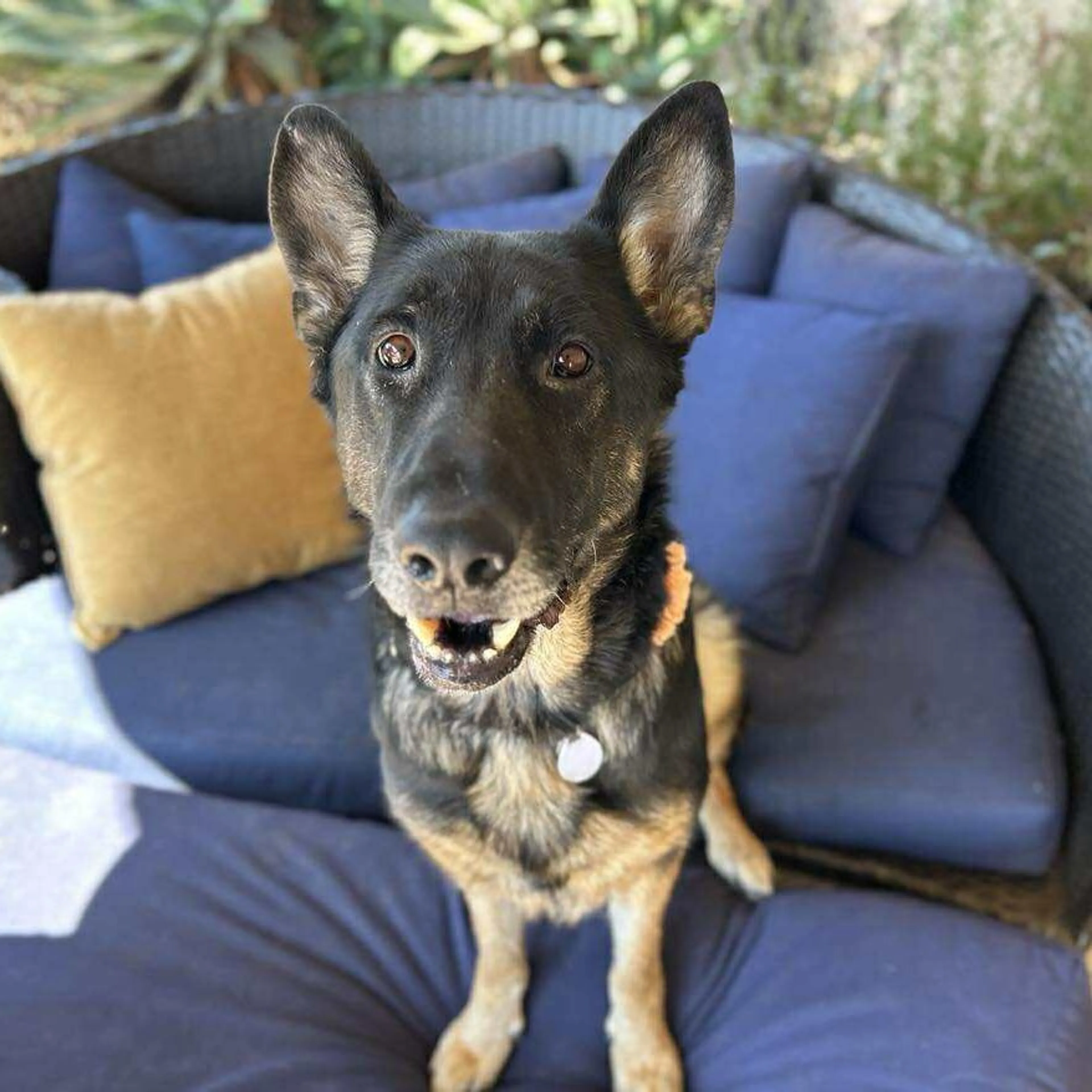 Found pet-1