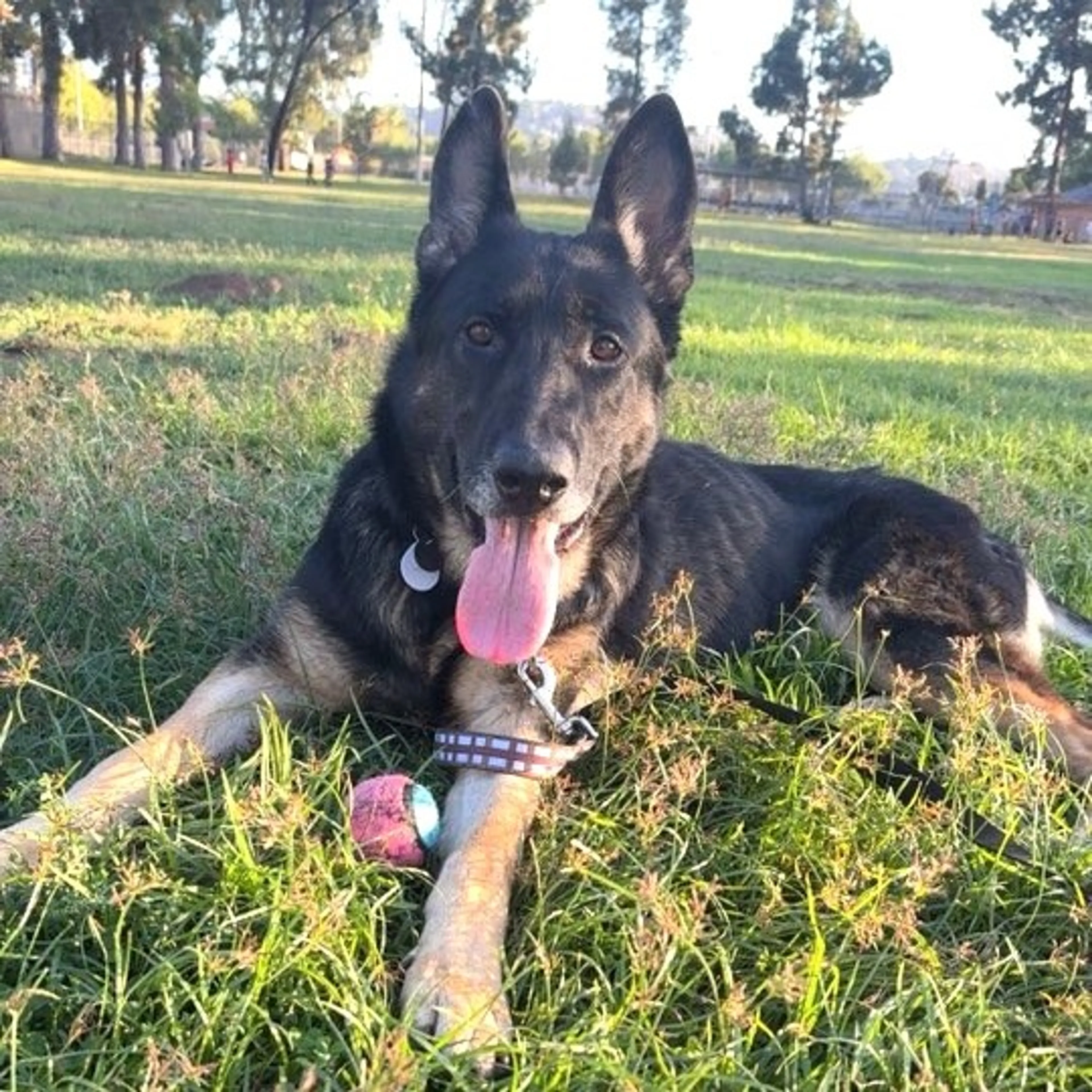Found pet-4