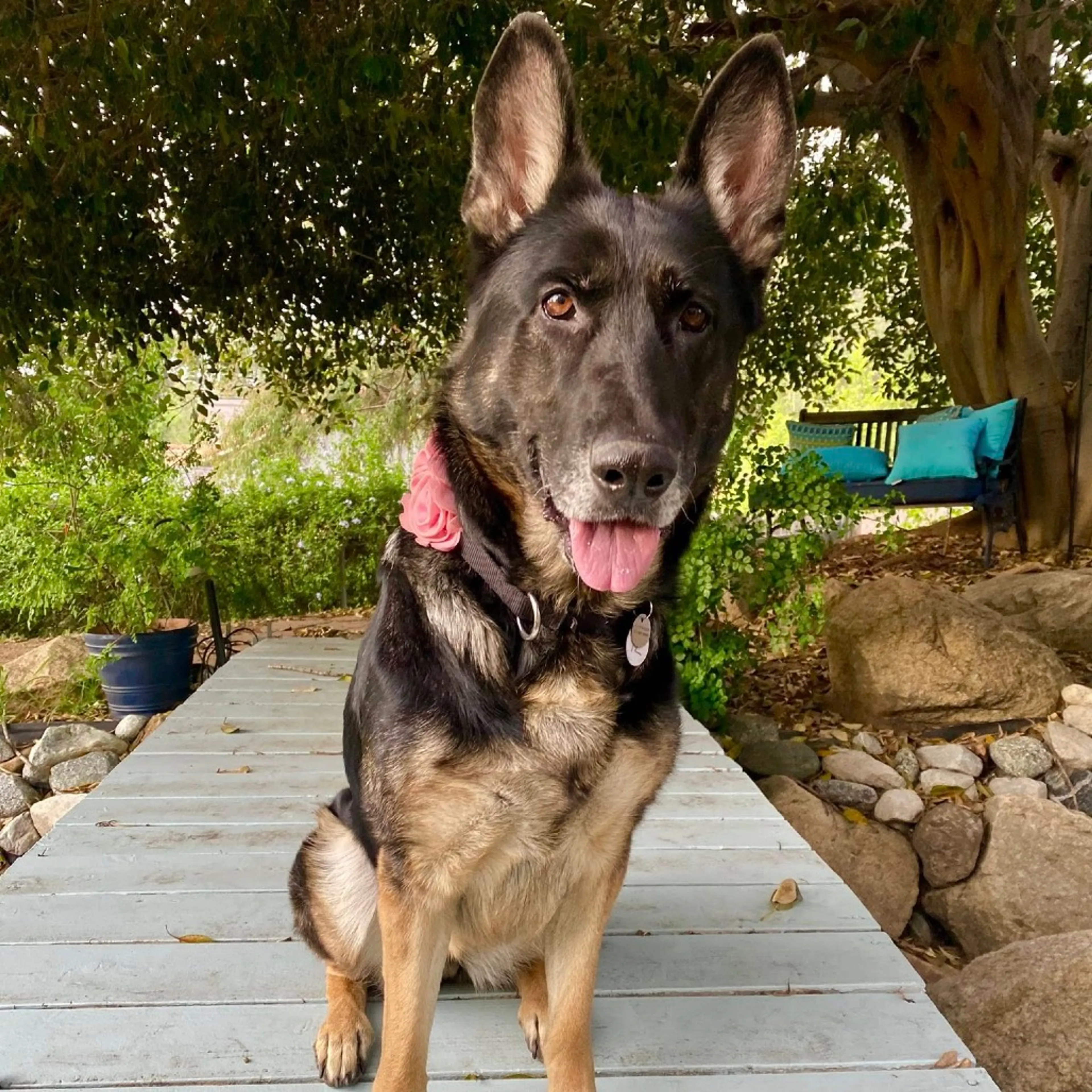 Found pet-9