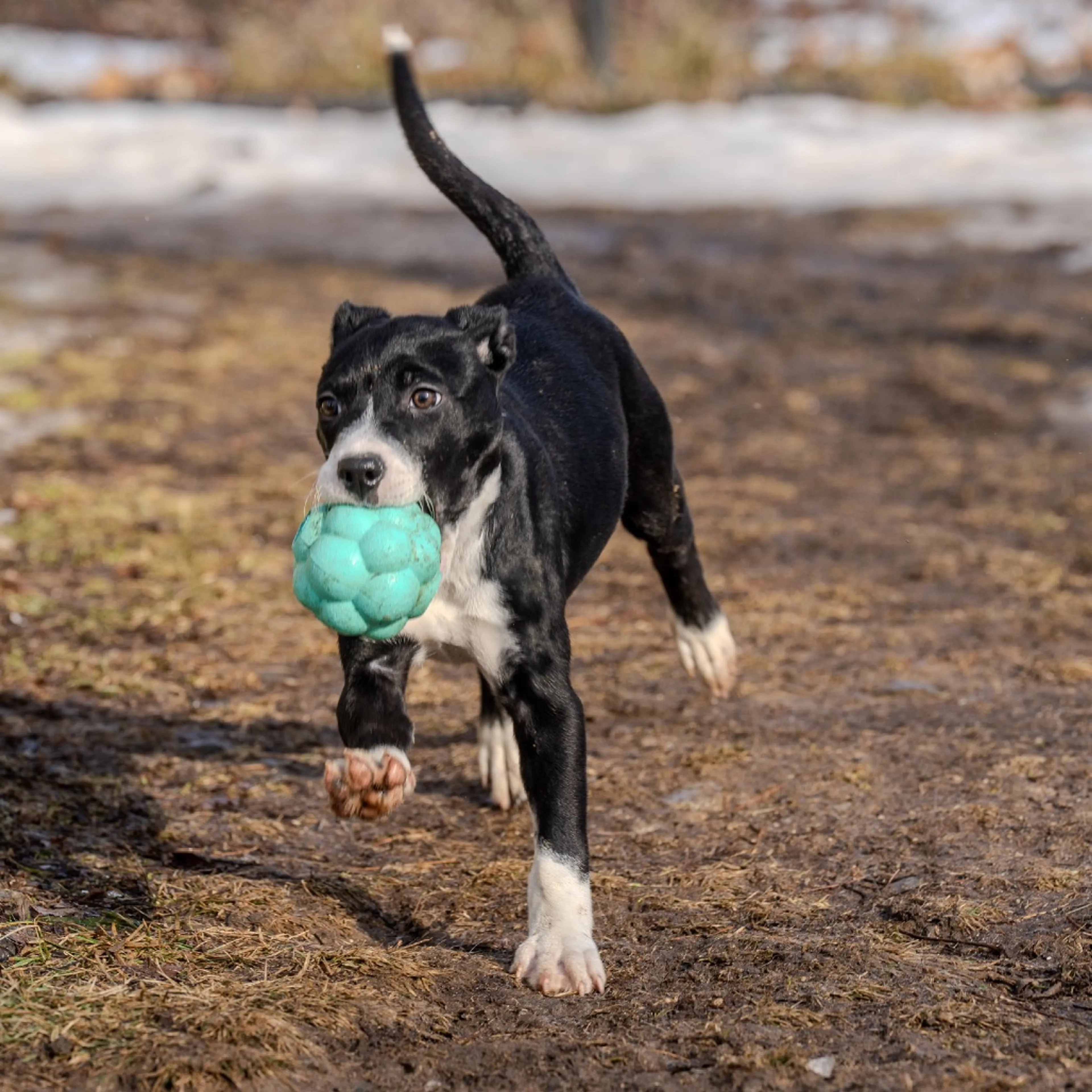 Found pet-6