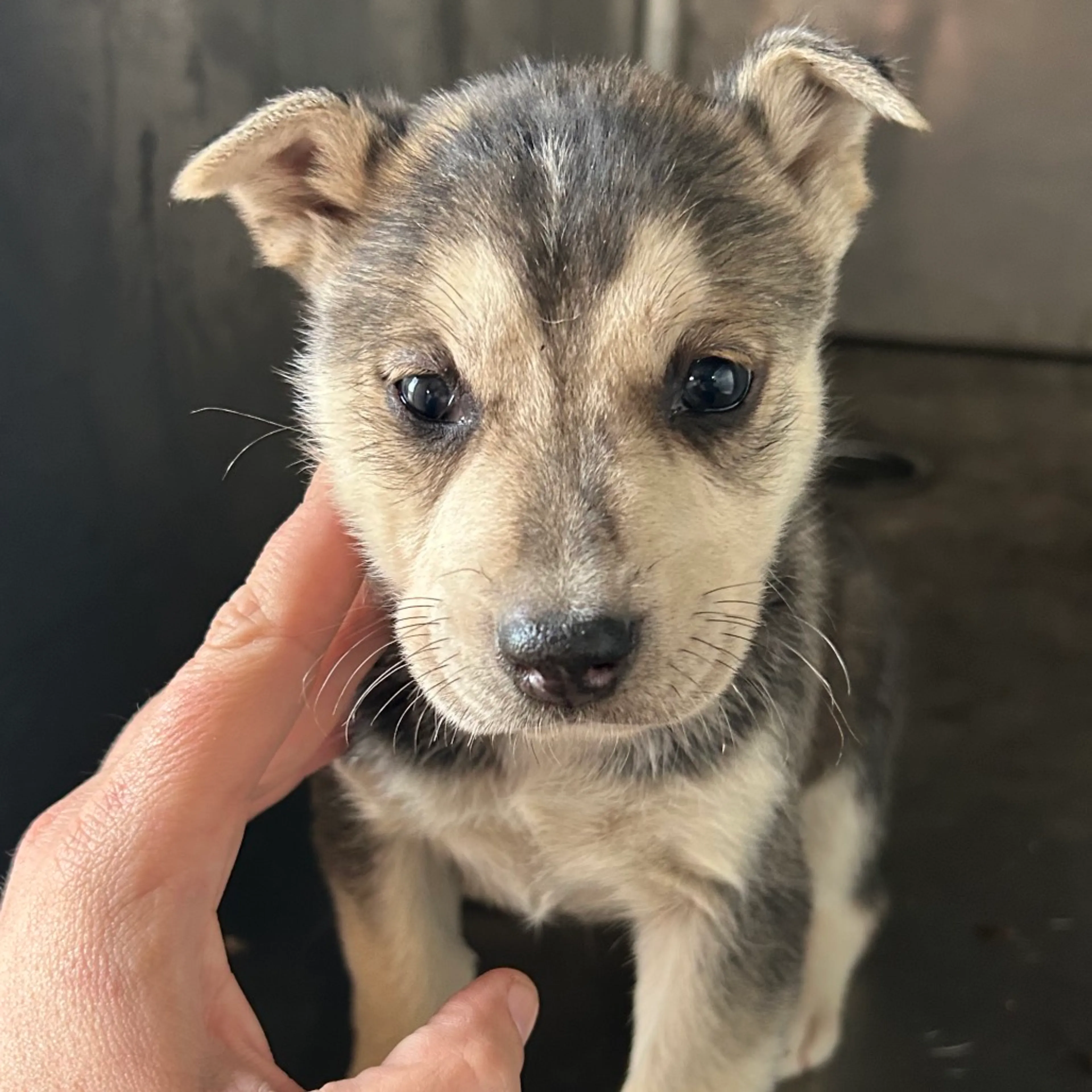 Found pet