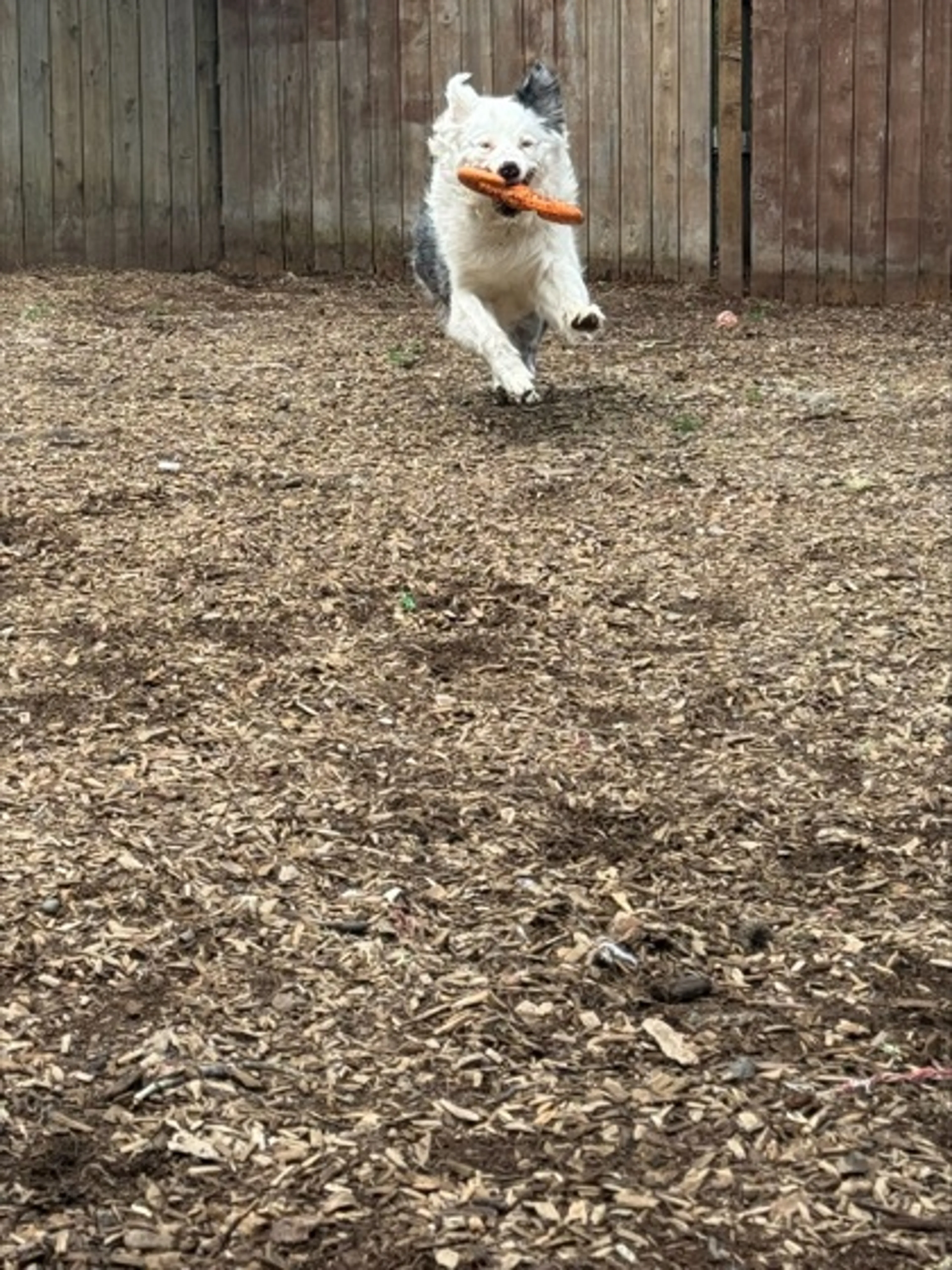 Found pet-1